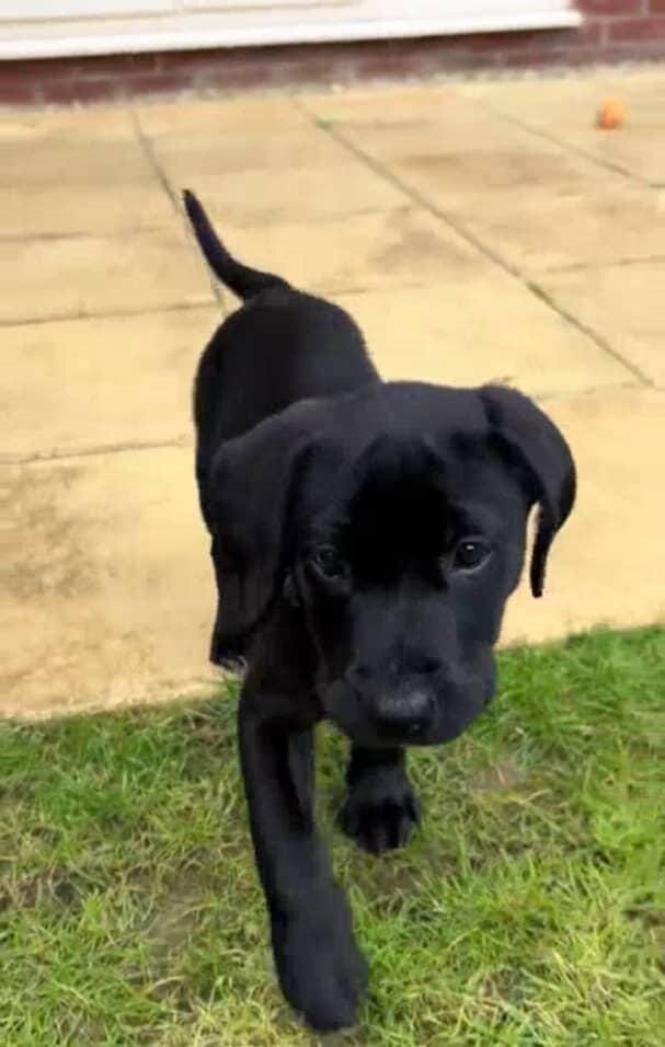10 weeks old Labrador retriever image 5