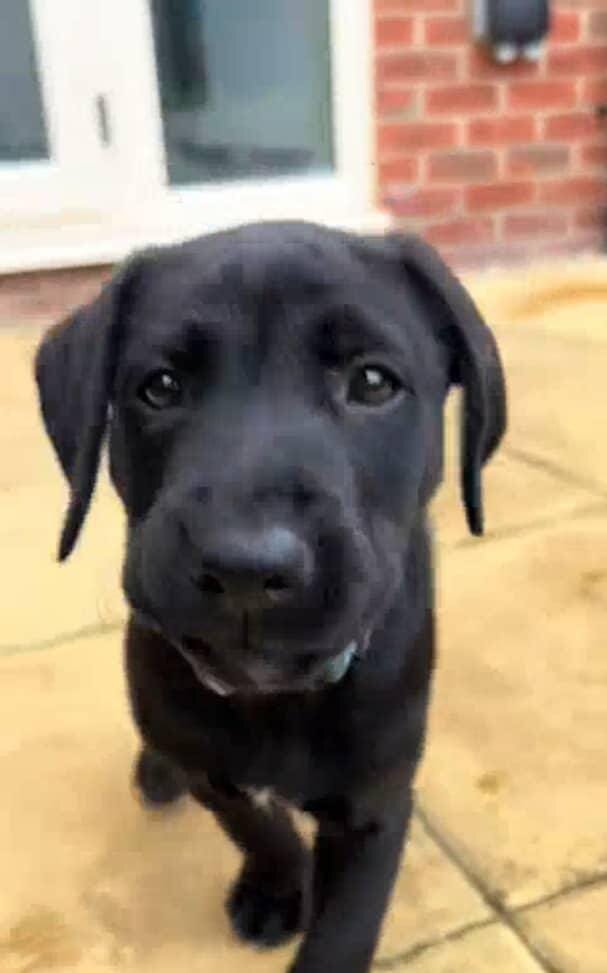 10 weeks old Labrador retriever image 3