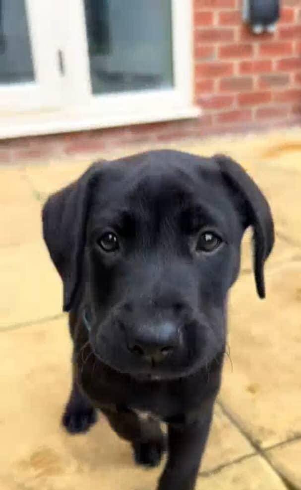 10 weeks old Labrador retriever image 1