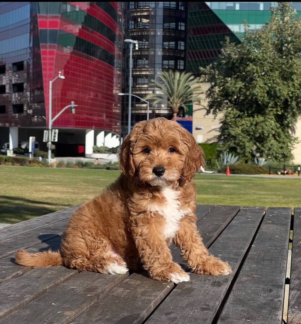 boy and girl Goldendoodle puppies For Sale image 2