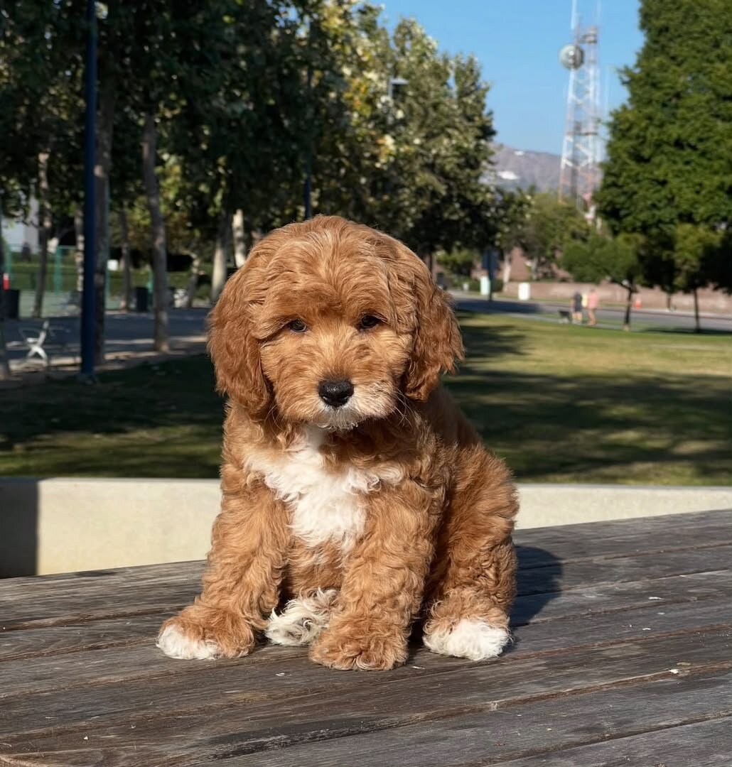 boy and girl Goldendoodle puppies For Sale image 1