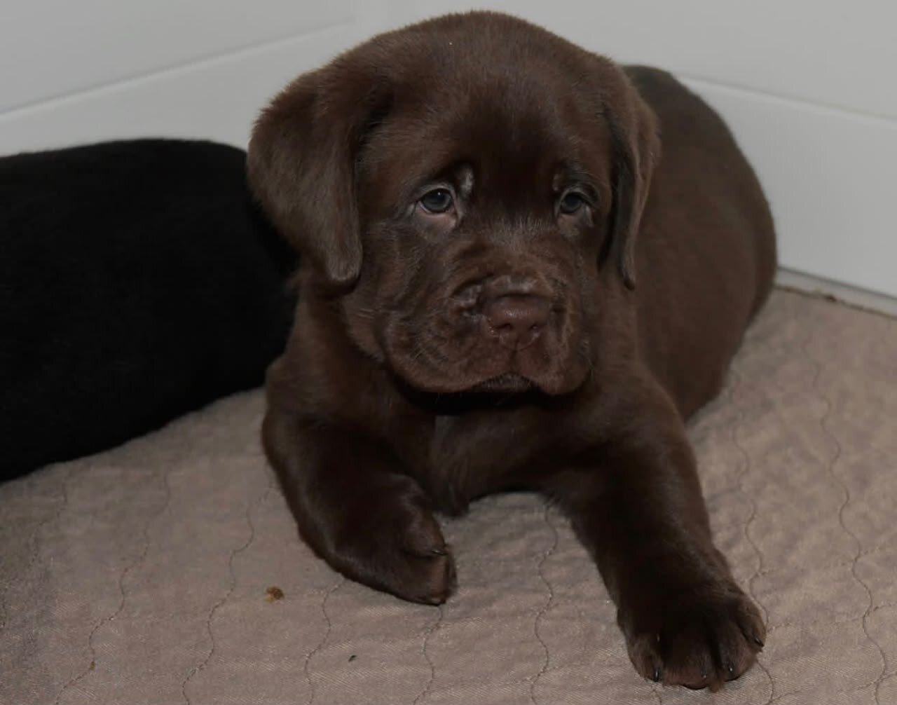 Lab Retriever support puppies image 2