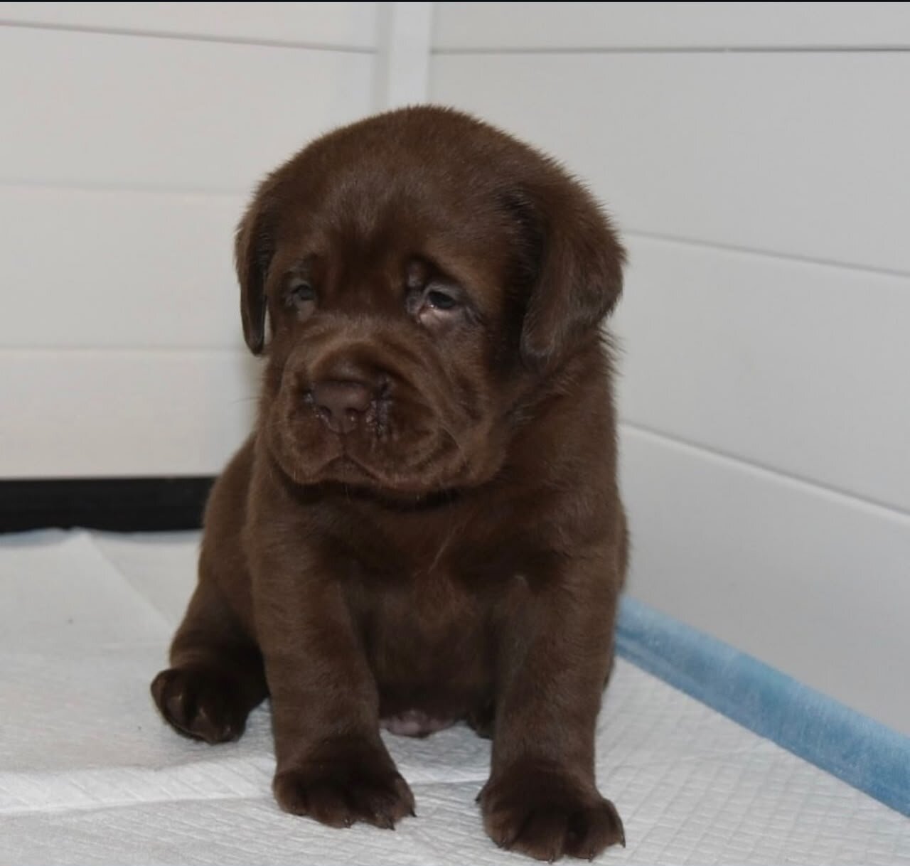 Lab Retriever support puppies image 1