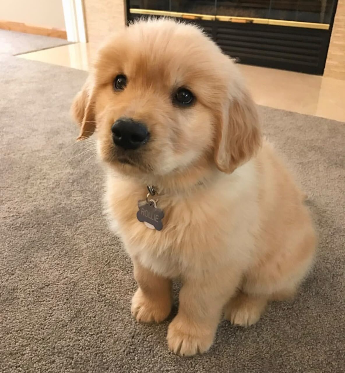 Potty trained Golden retriever puppies image 1