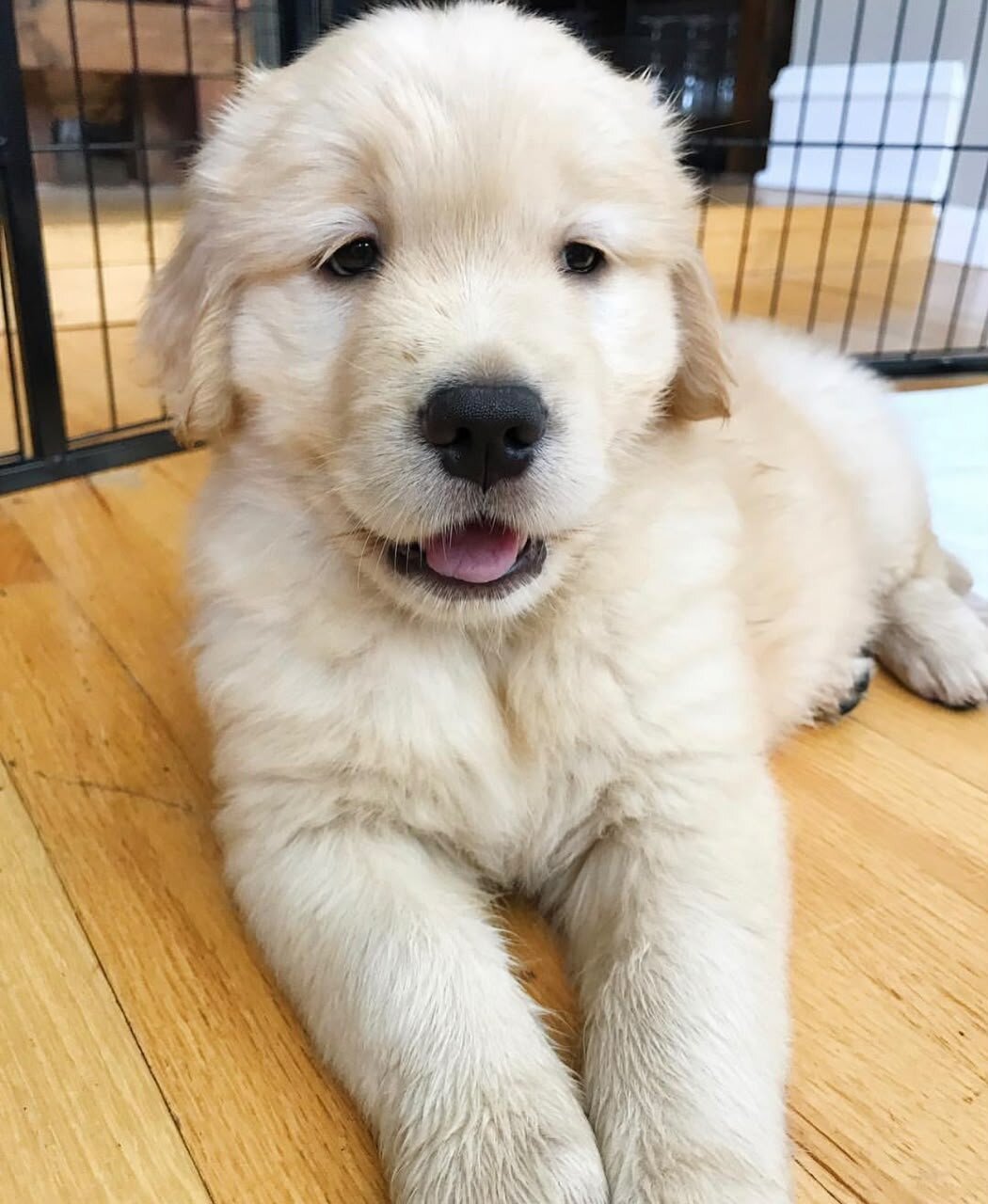 Potty trained Golden retriever puppies image 2