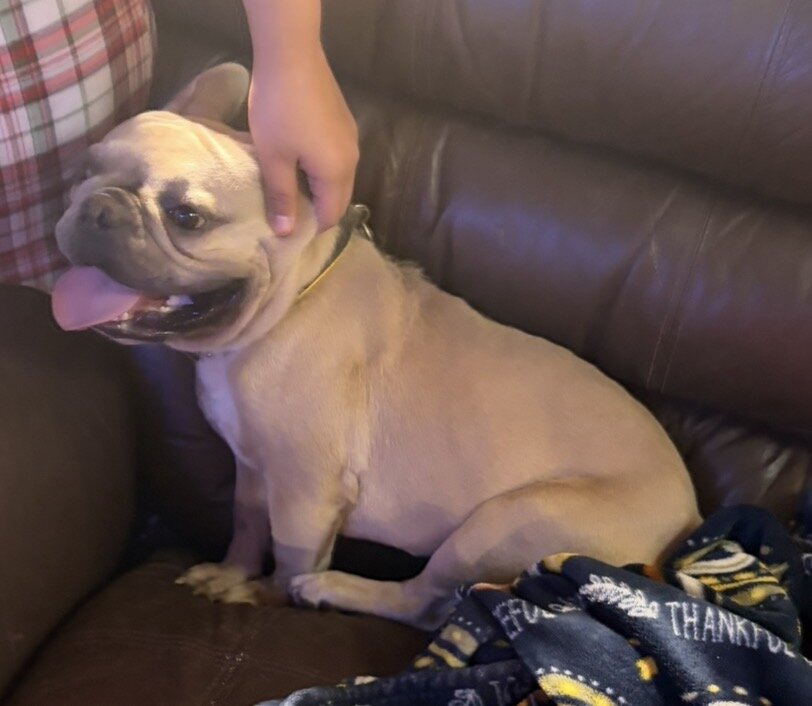 Frenchbulldog image 1