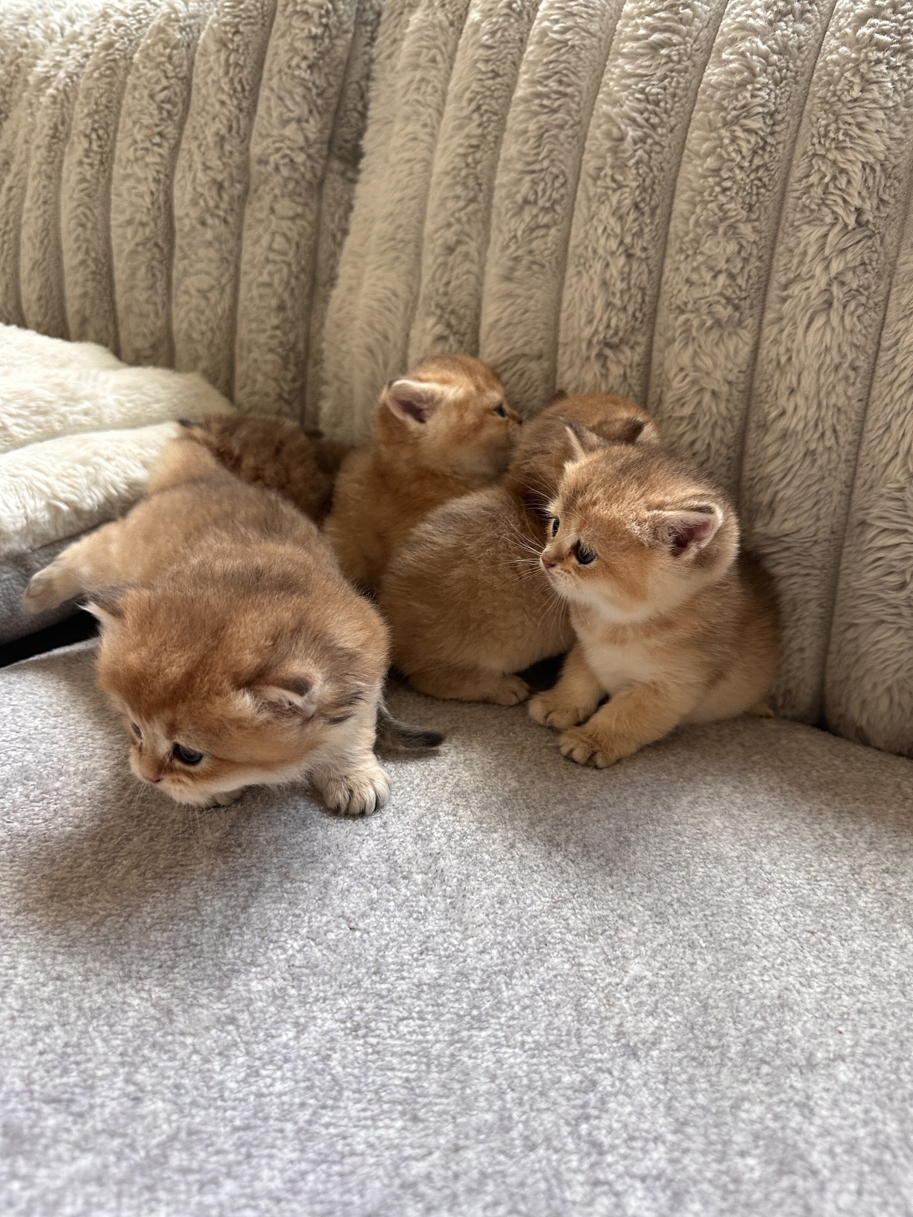 British shorthair image 1