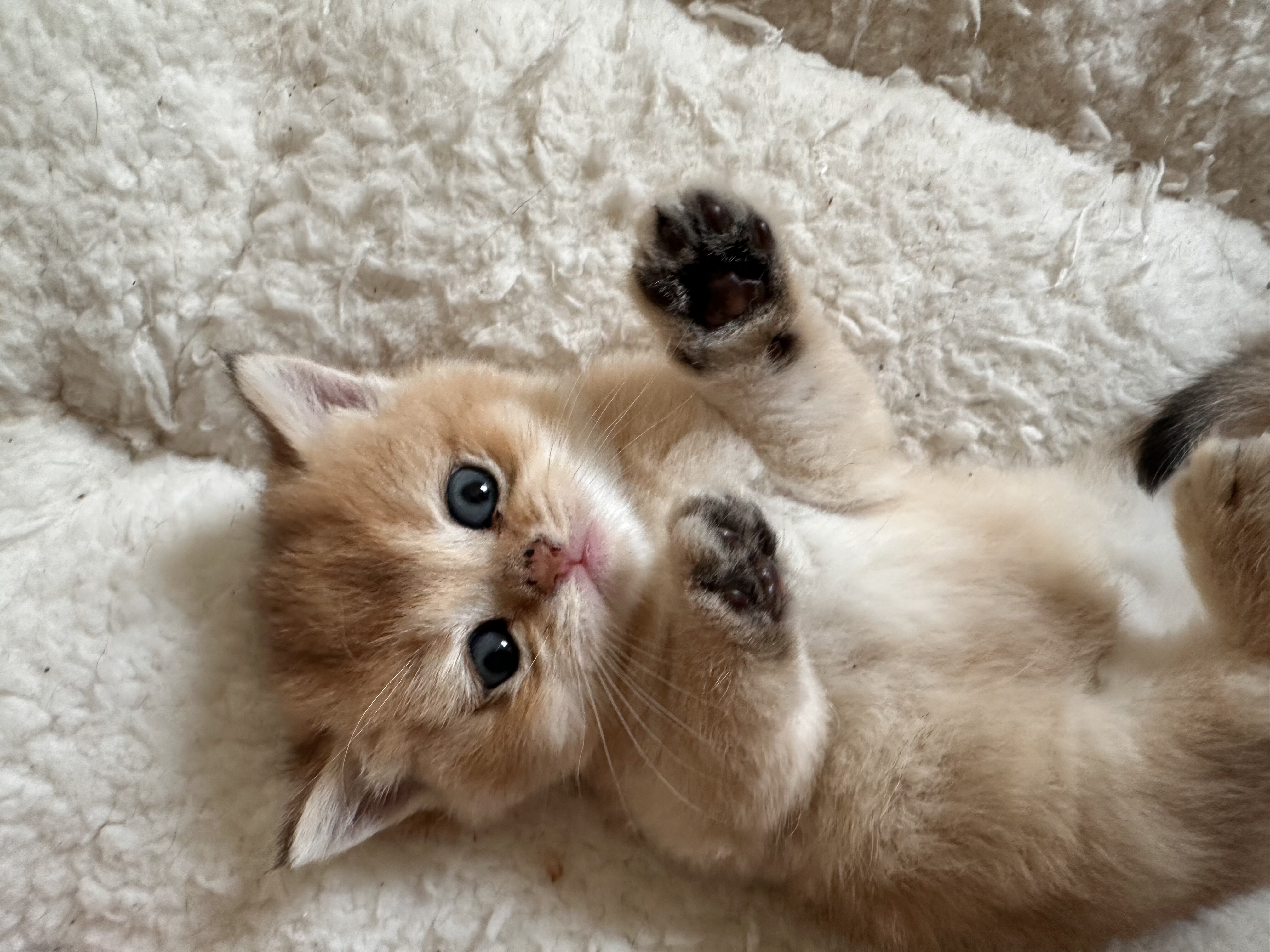 British shorthair image 2