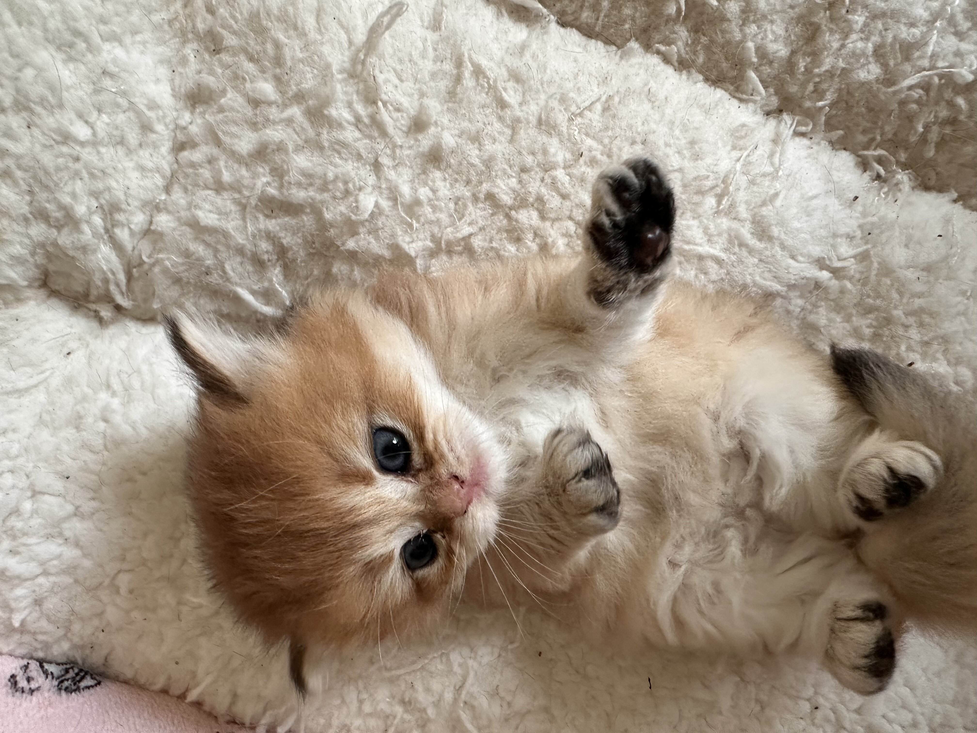 British shorthair image 5