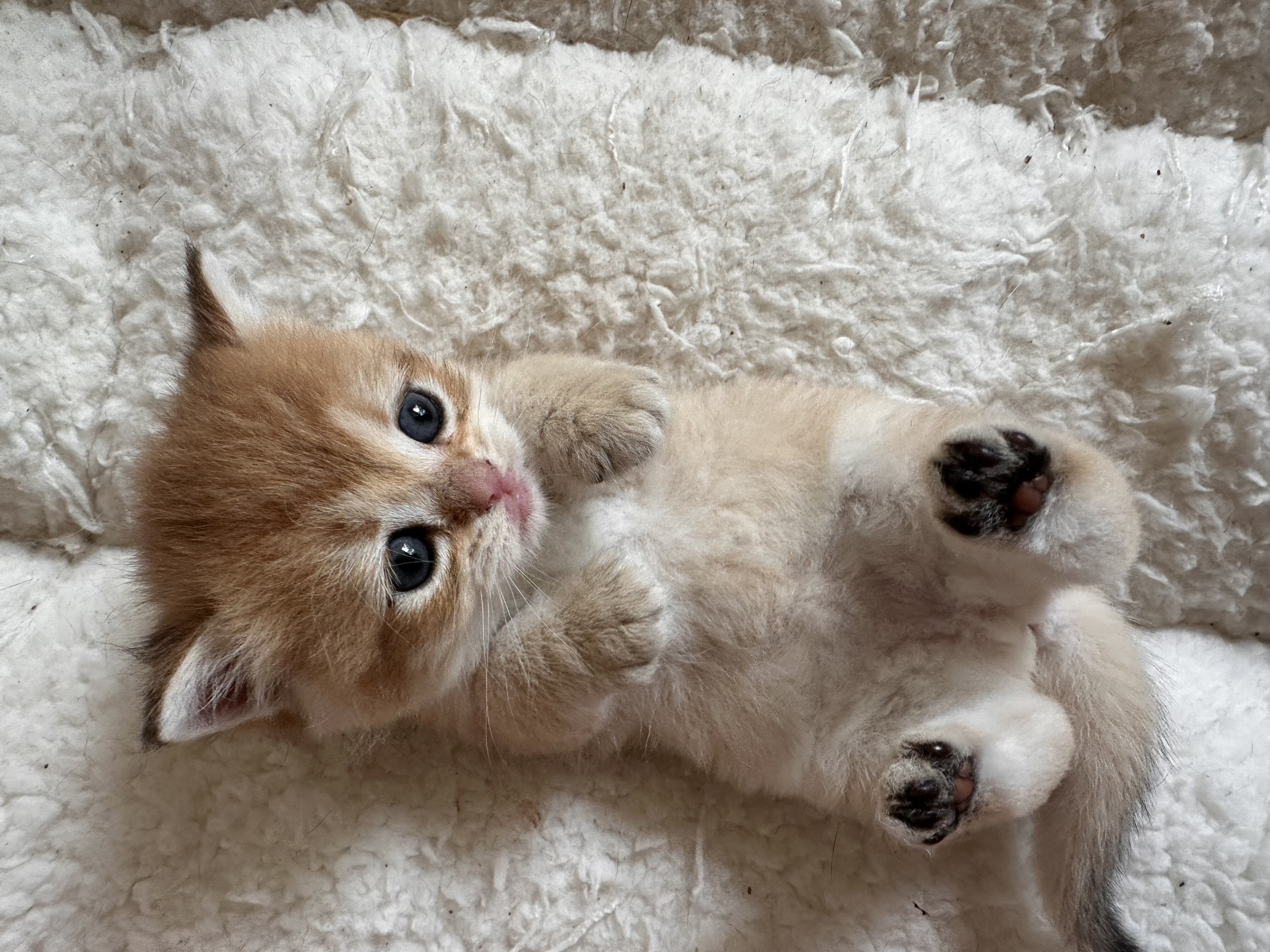 British shorthair image 4