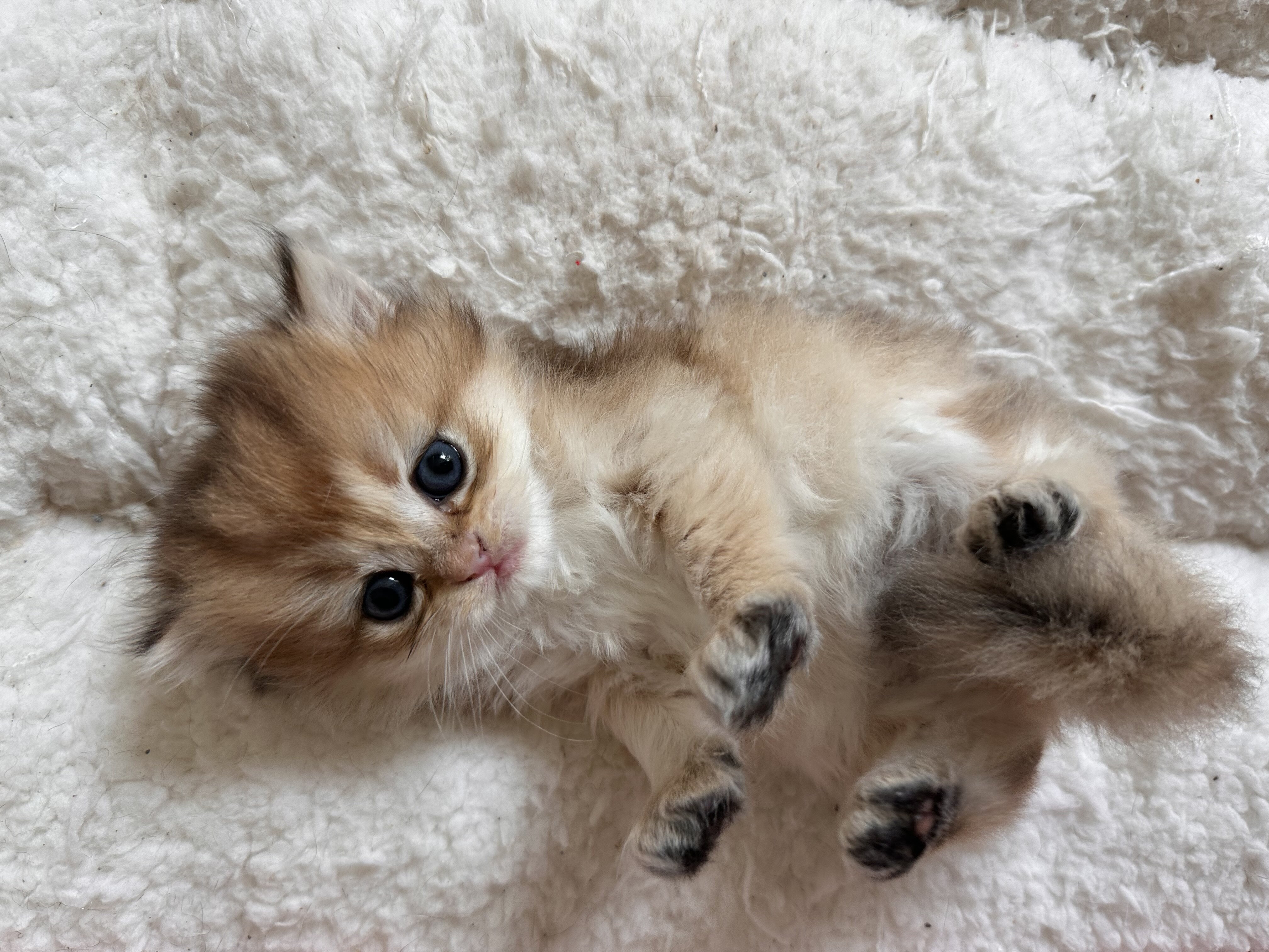 British shorthair image 3