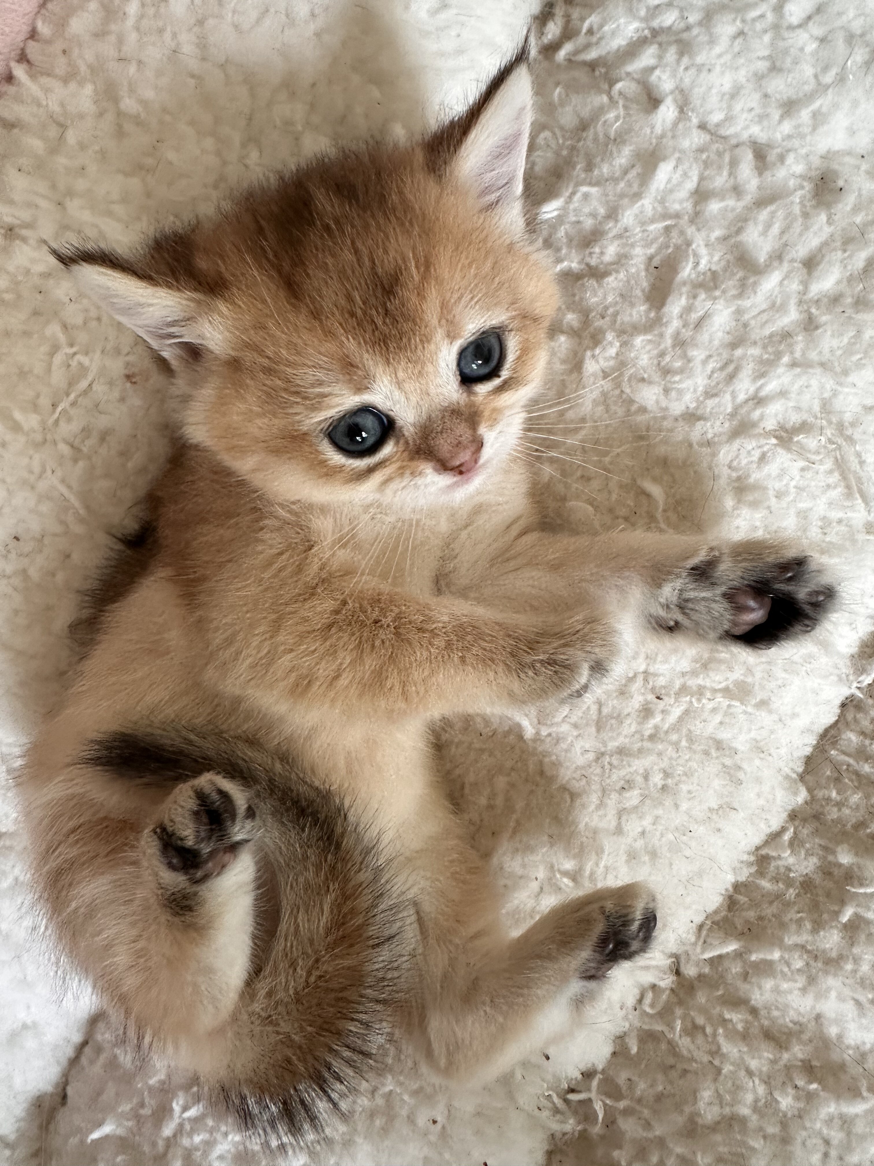 British shorthair image 6