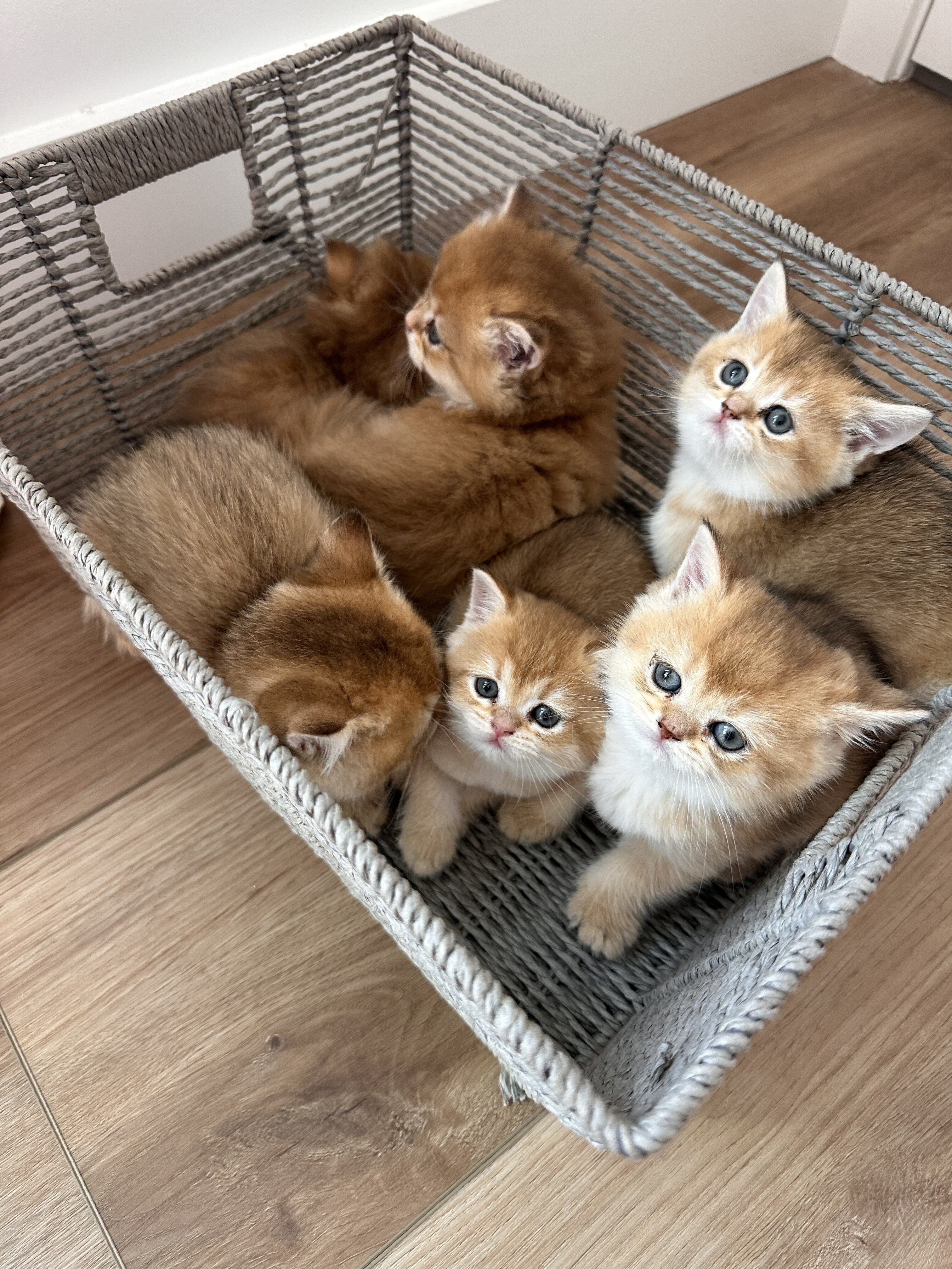 British shorthair image 9