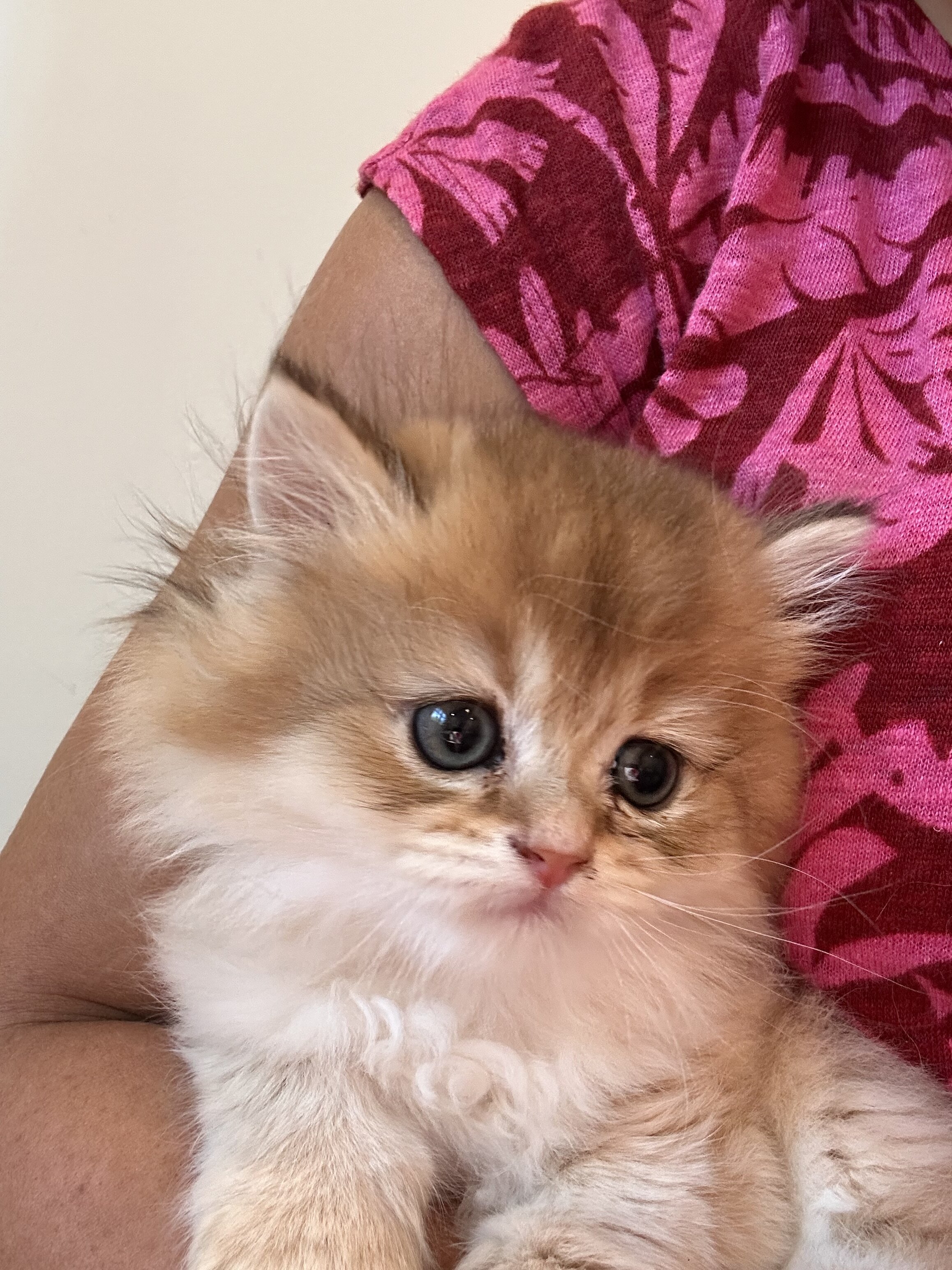 British shorthair image 7