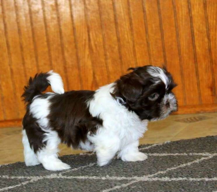 Very Playful Shih Tzu Puppies For Adoption image 1
