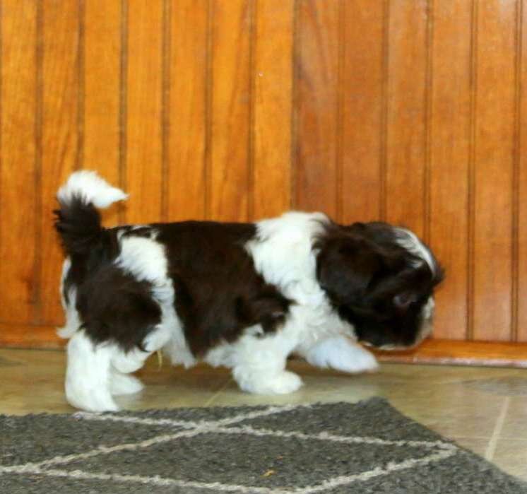 Very Playful Shih Tzu Puppies For Adoption image 3