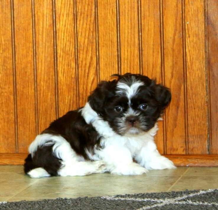 Shih Tzu Puppies Available New Home image 2