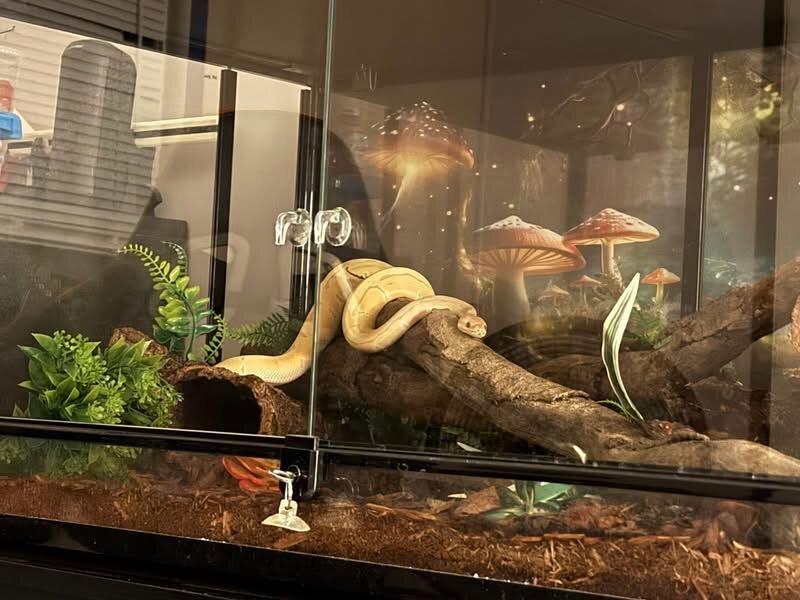 Ball python image 1