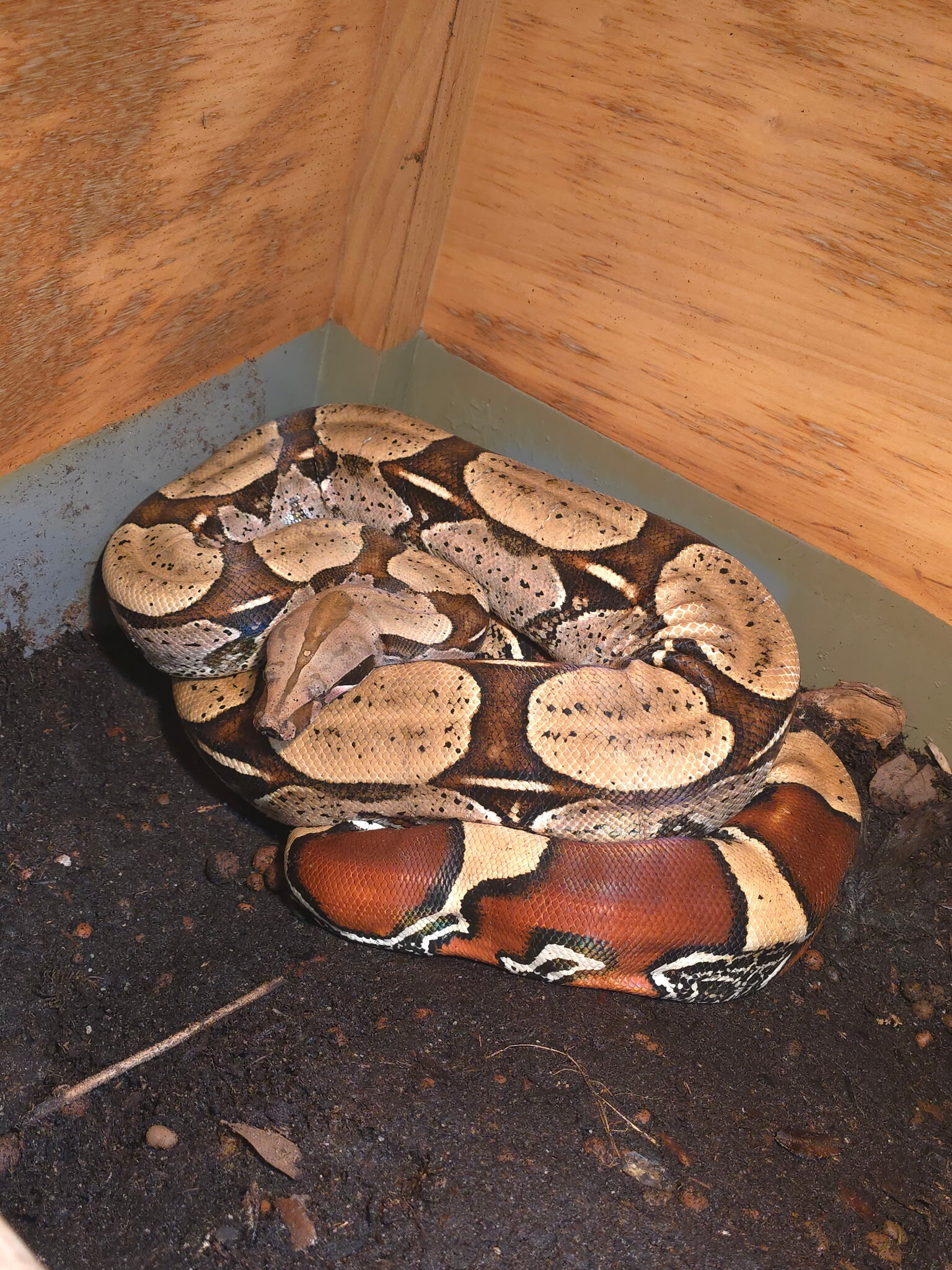 Male Suriname redtail boa image 6