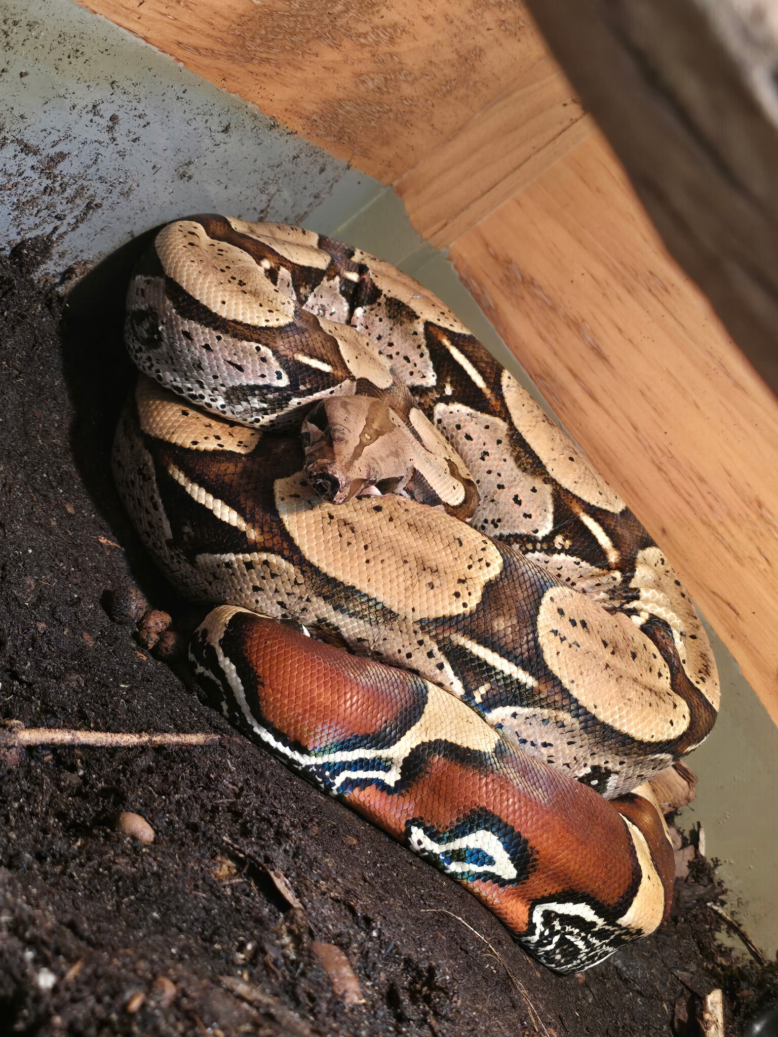 Male Suriname redtail boa image 1