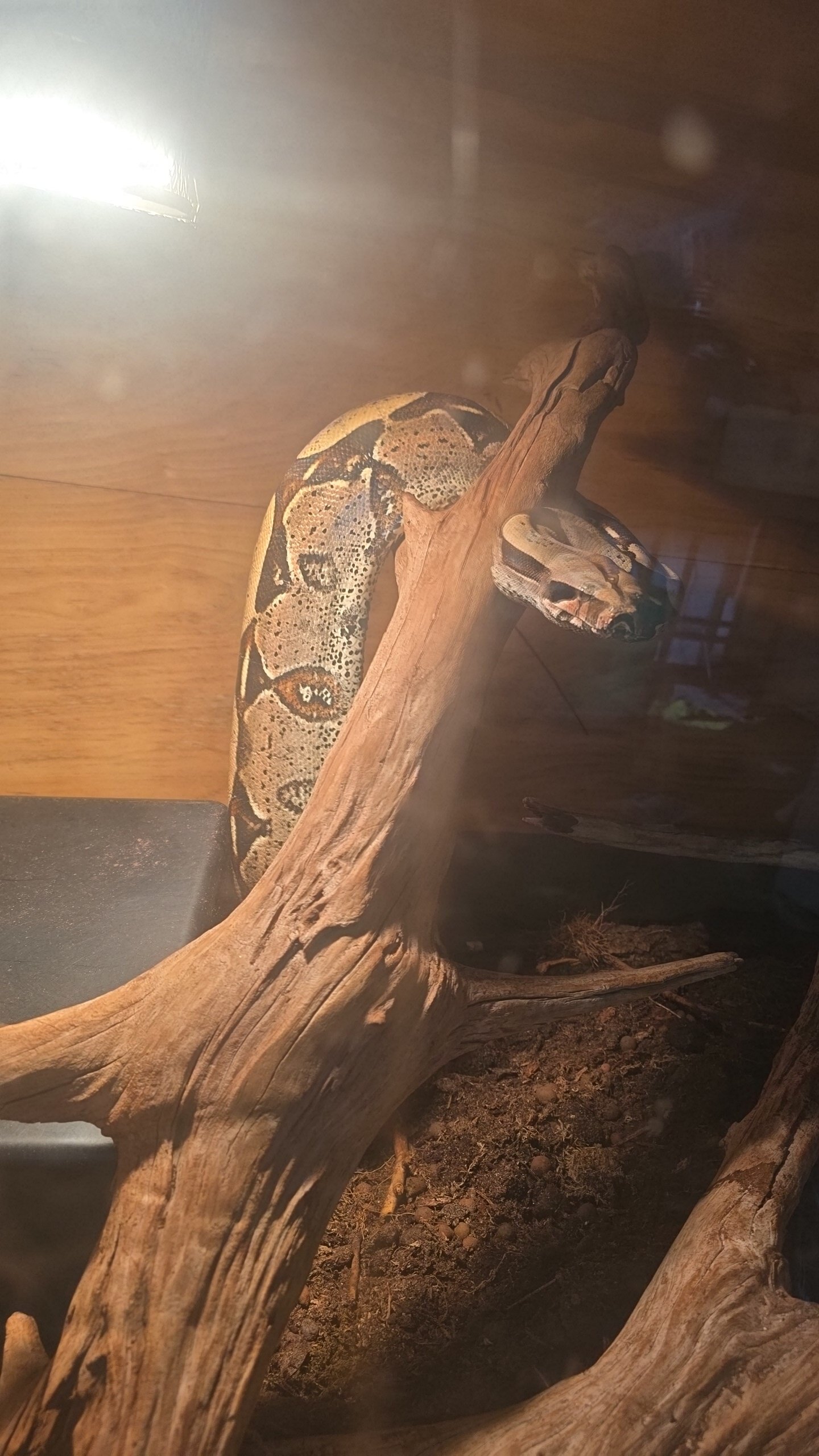 Male Suriname redtail boa image 5