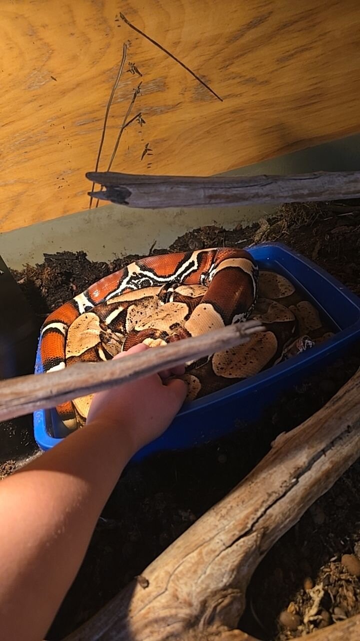 Male Suriname redtail boa image 2