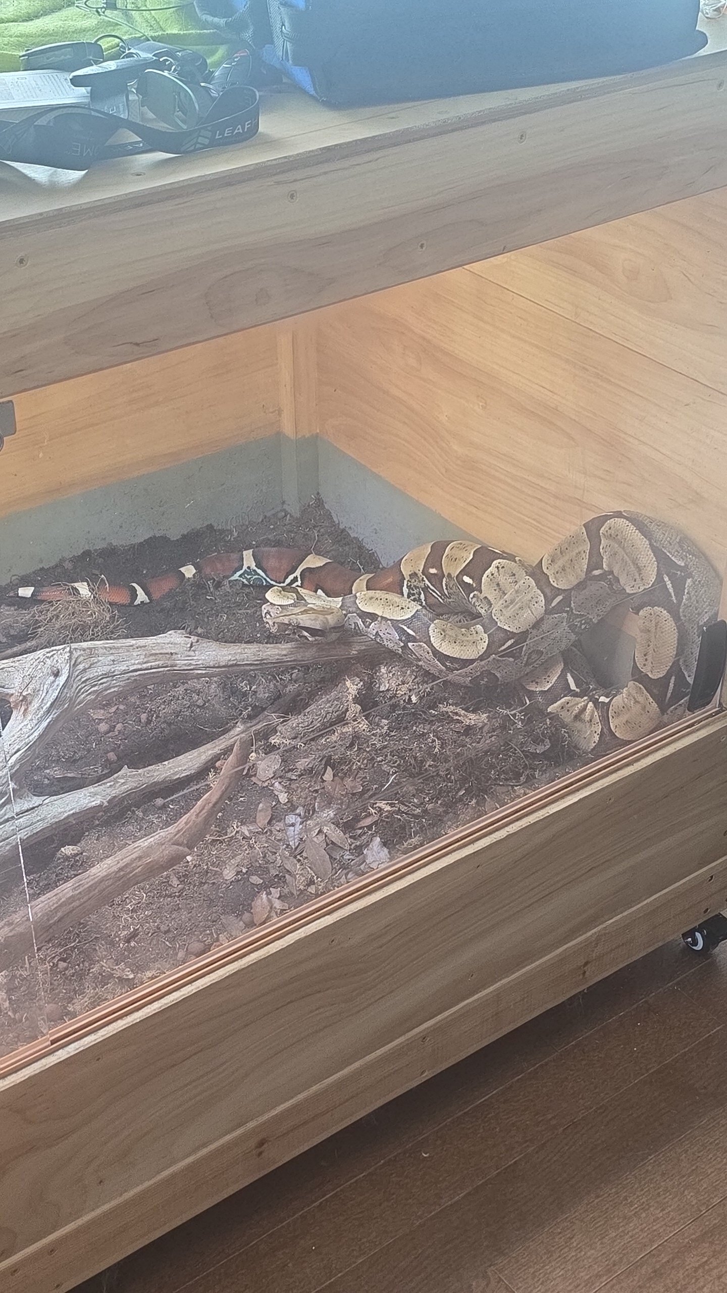 Male Suriname redtail boa image 4