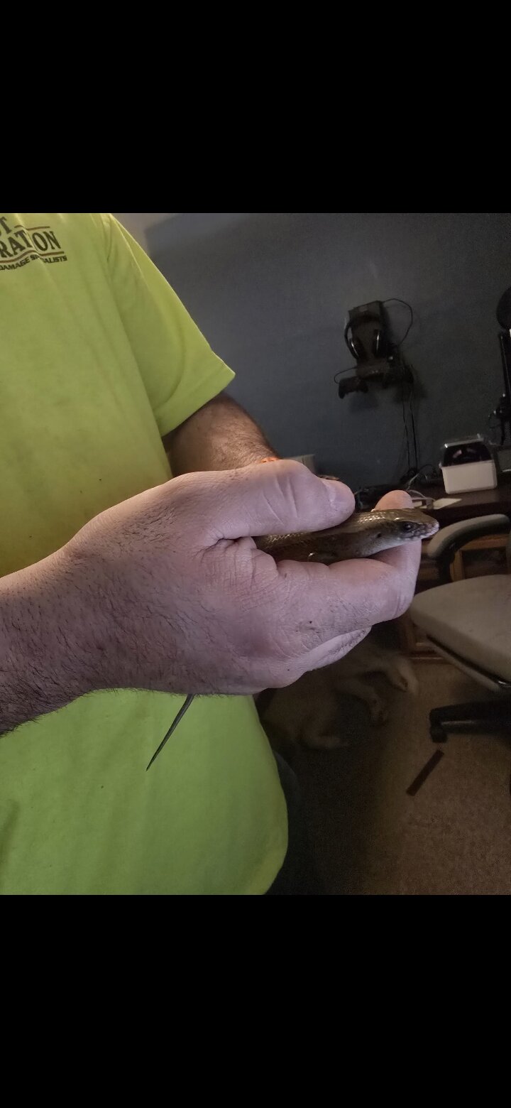 Asian gold skink image 3