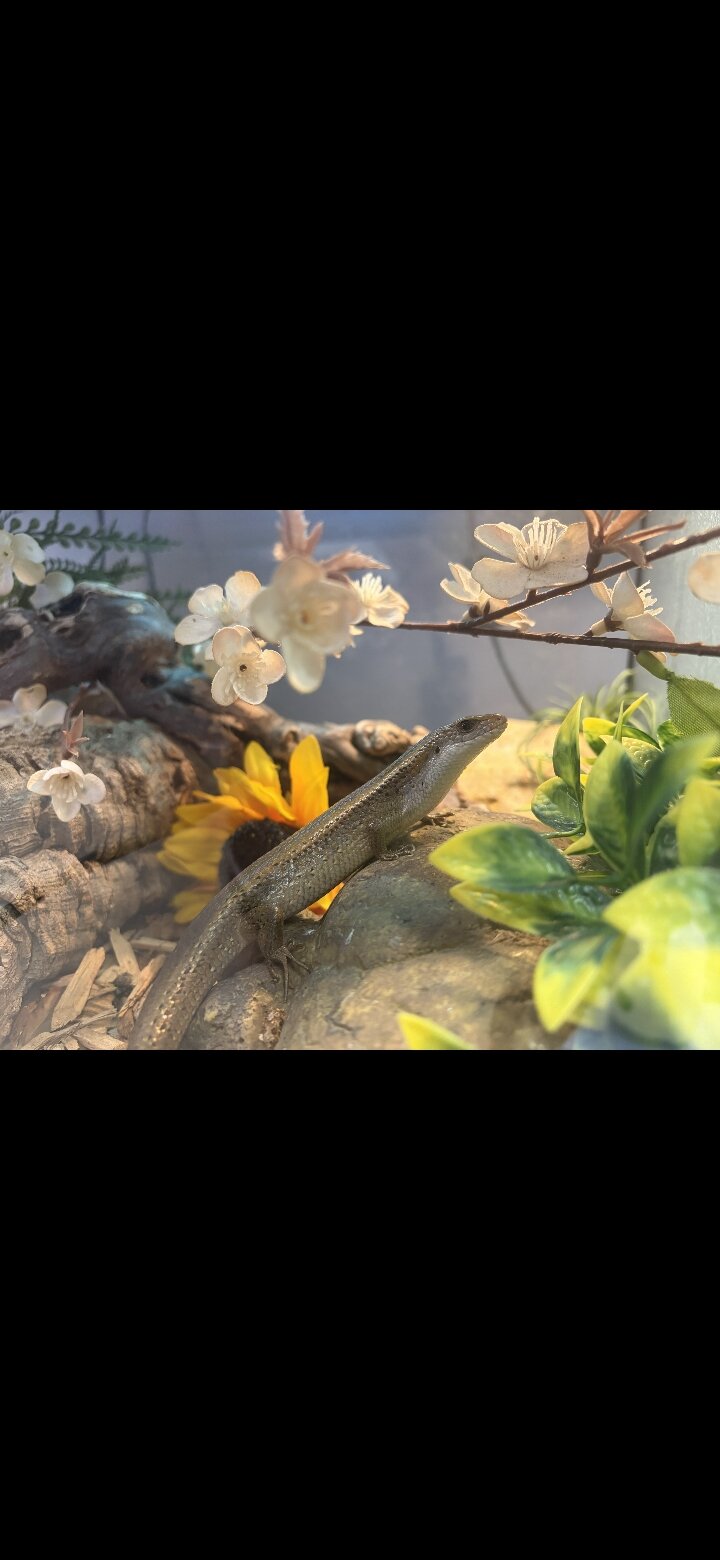 Asian gold skink image 2