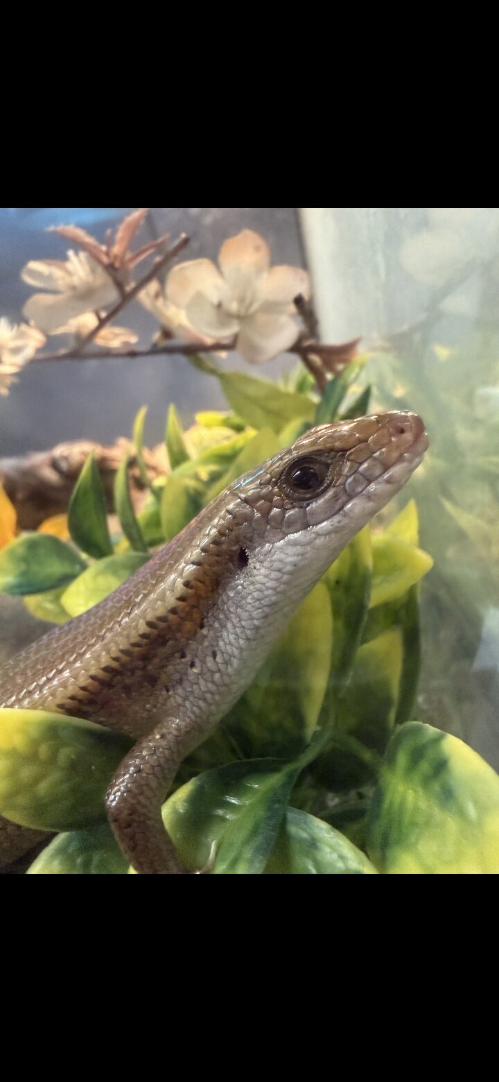 Asian gold skink image 1