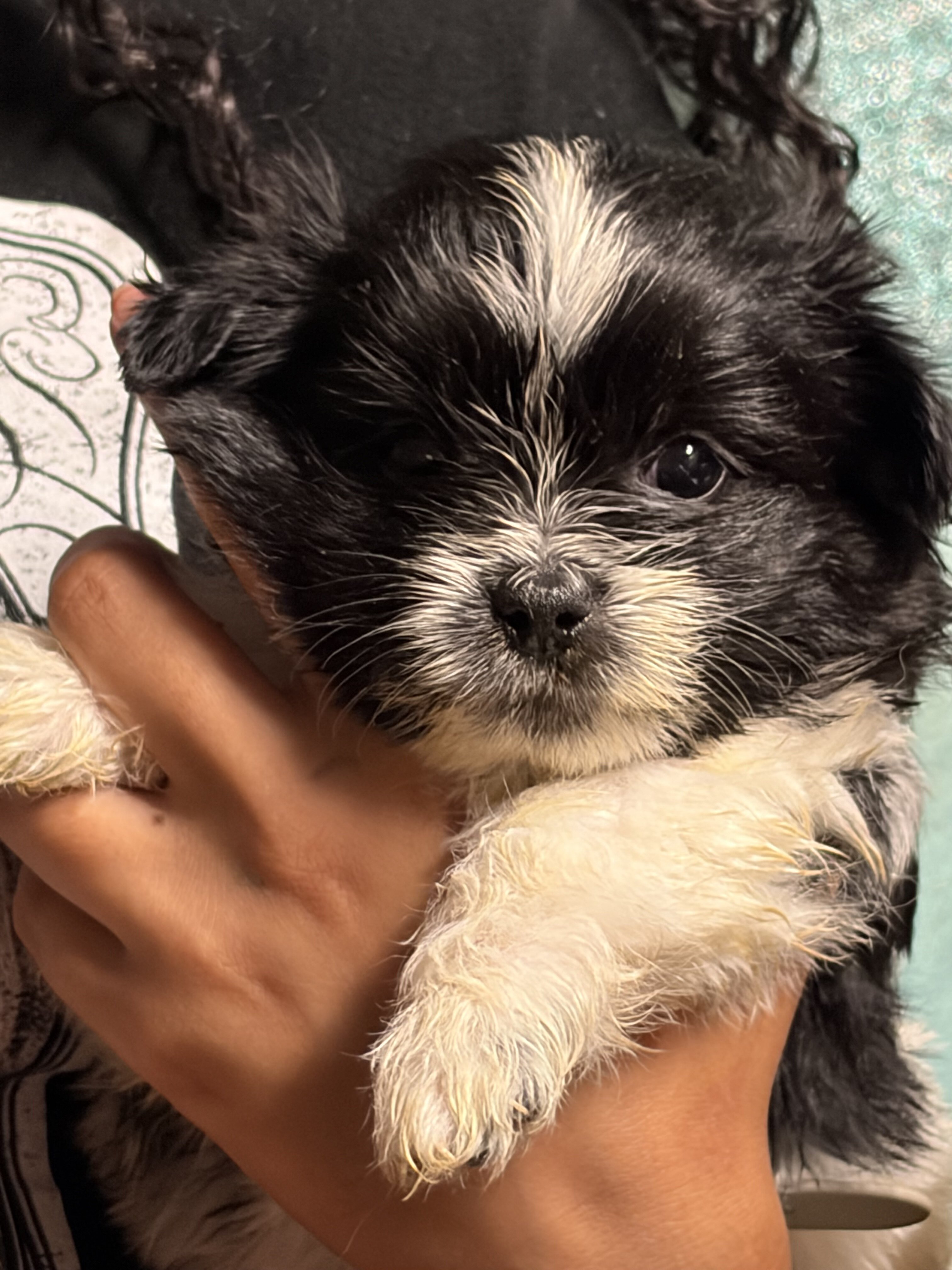 Shihpom image 2