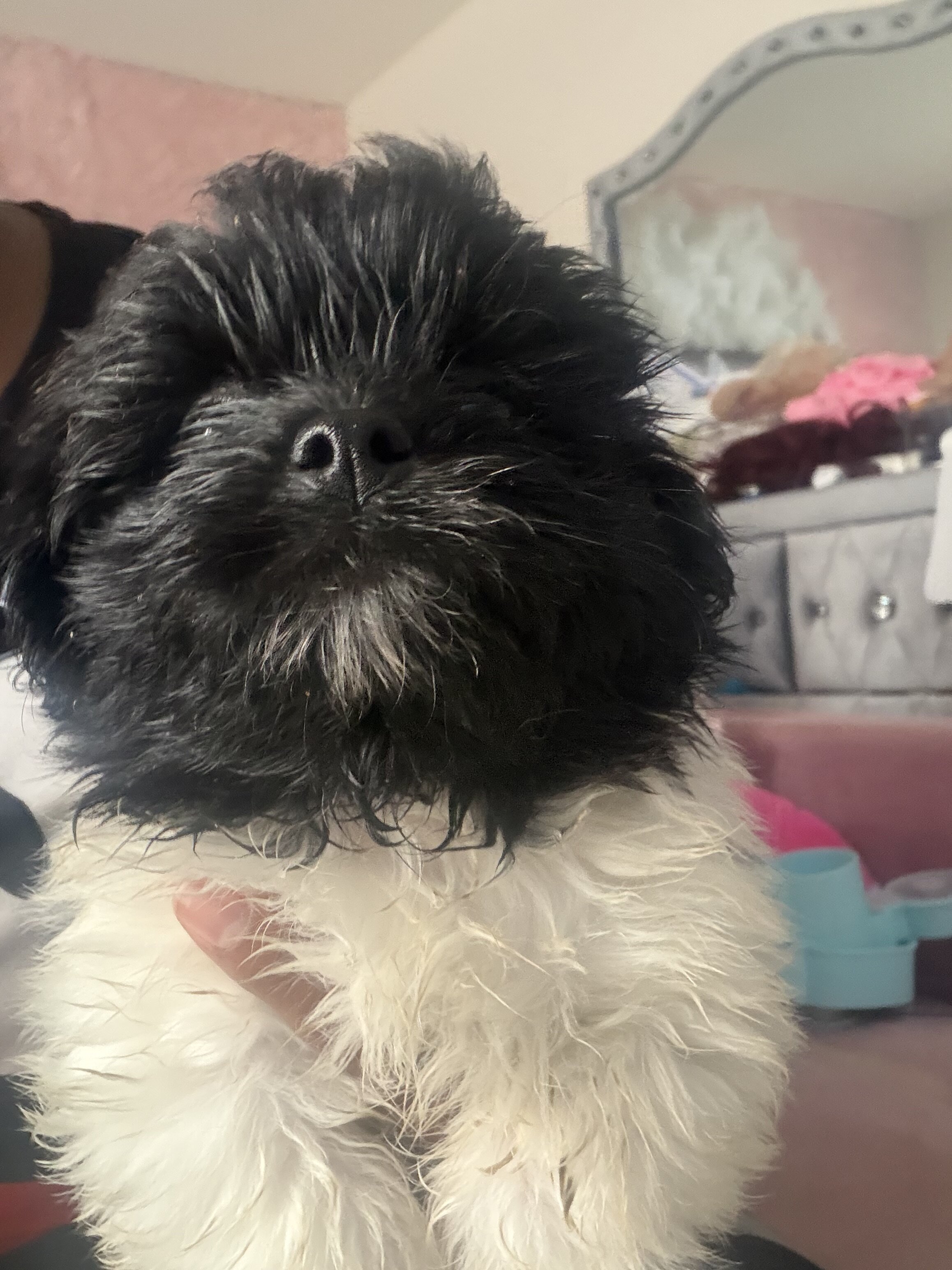 Shihpom image 1