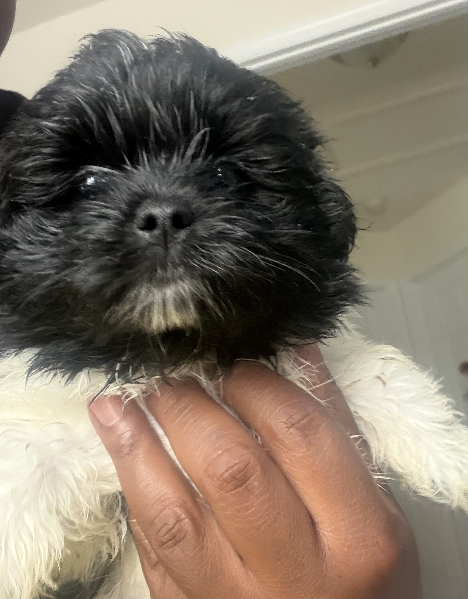 Shihpom image 4