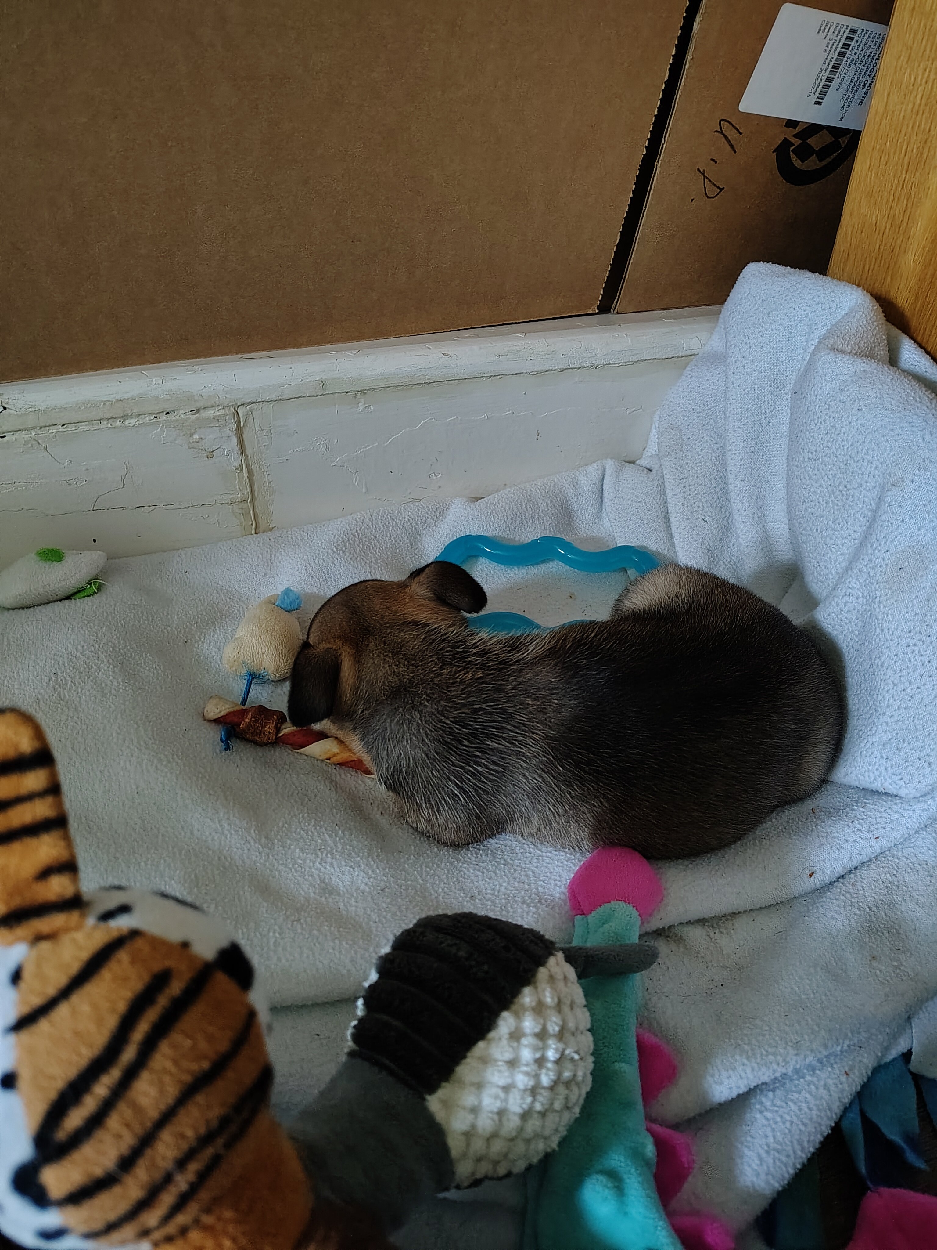 Chihuahua teacup/micro pug mix image 3