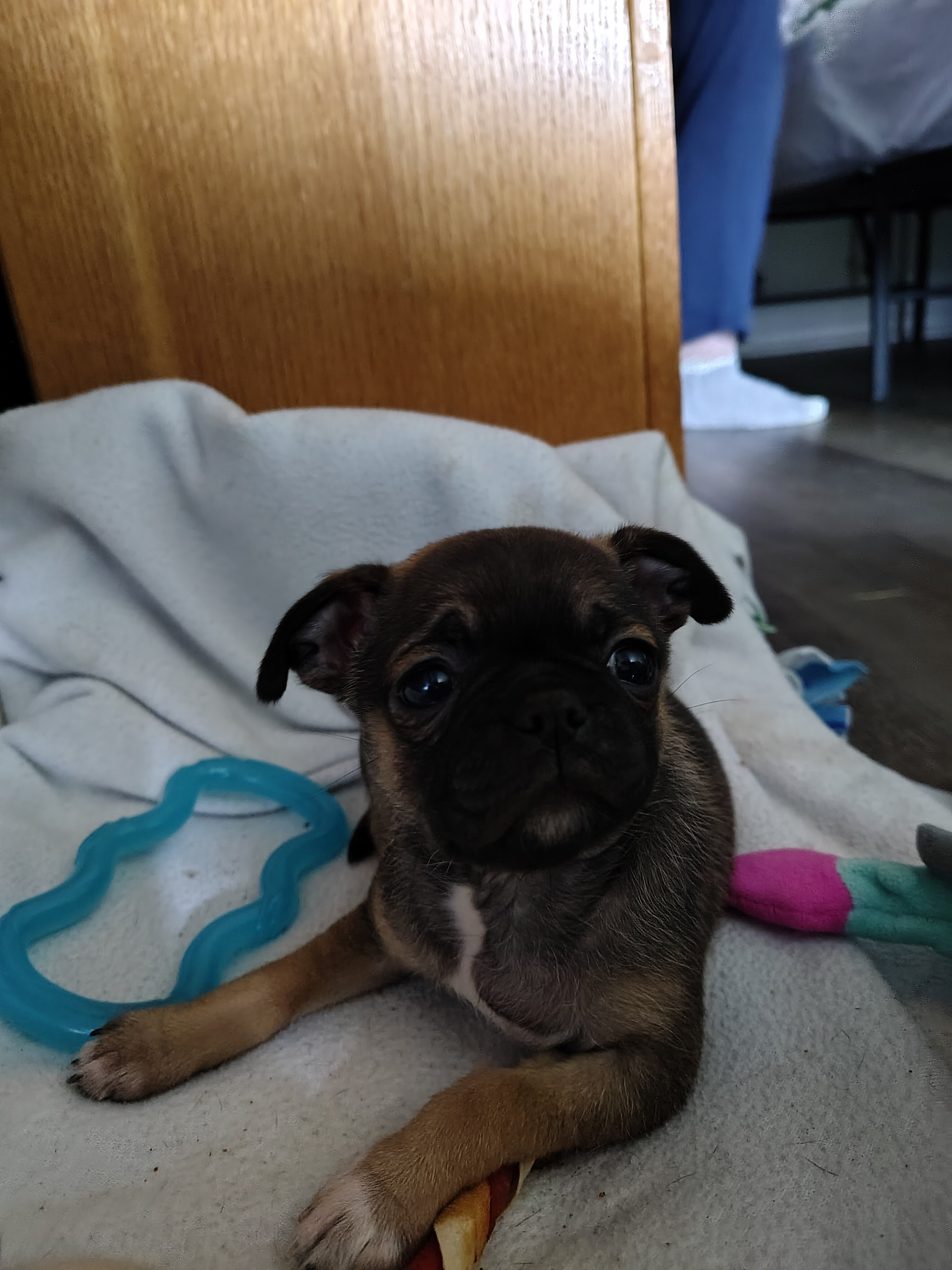 Chihuahua teacup/micro pug mix image 2