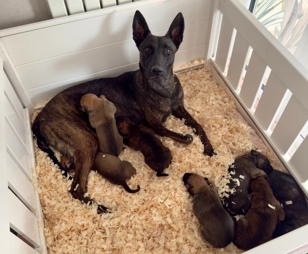 Belgian shepards manolis image 1