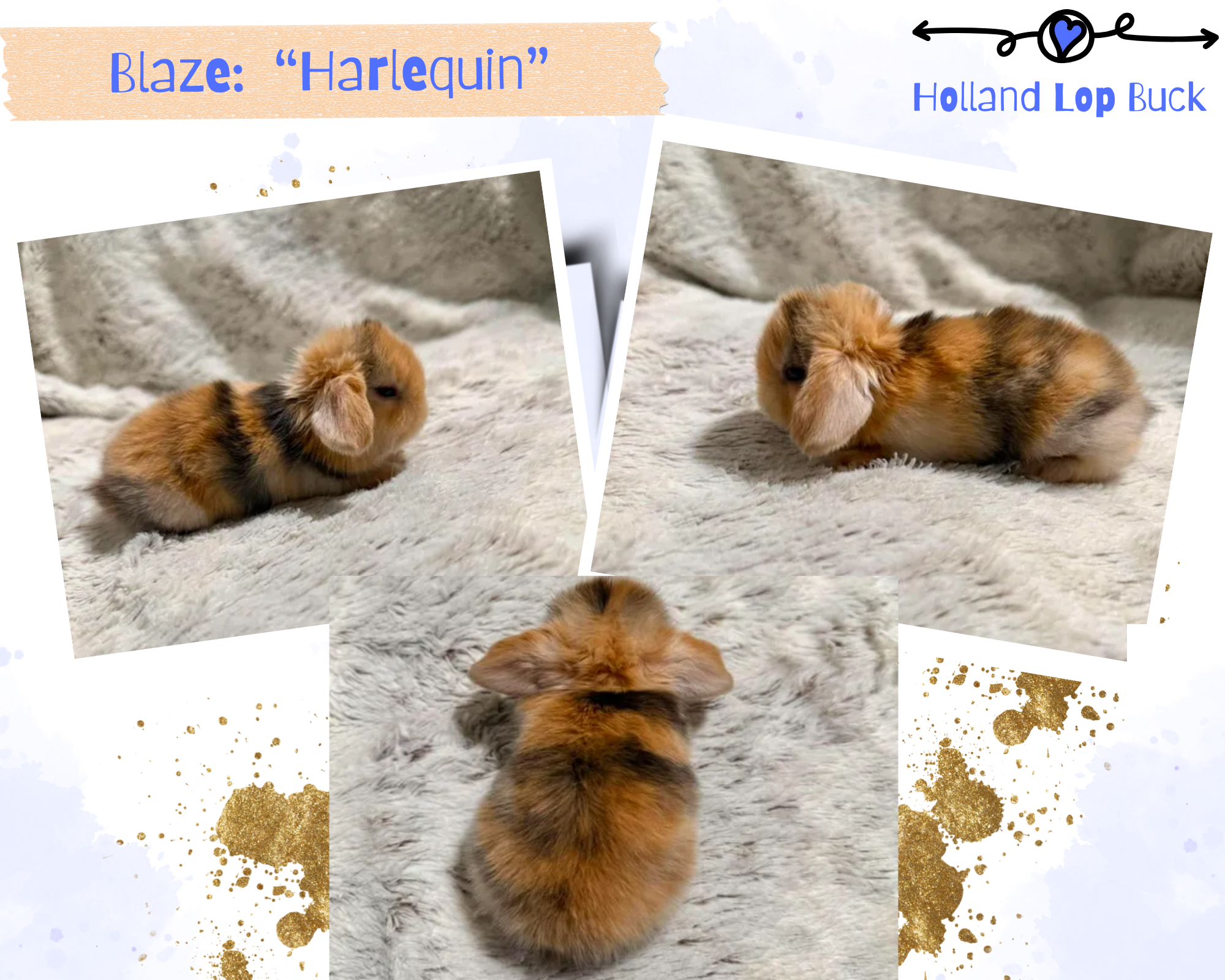 Holland Lop Bunny image 5