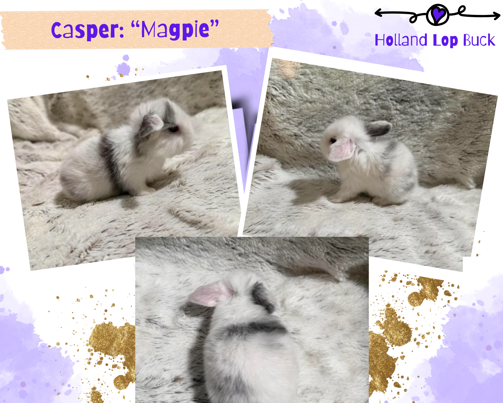 Holland Lop Bunny image 1