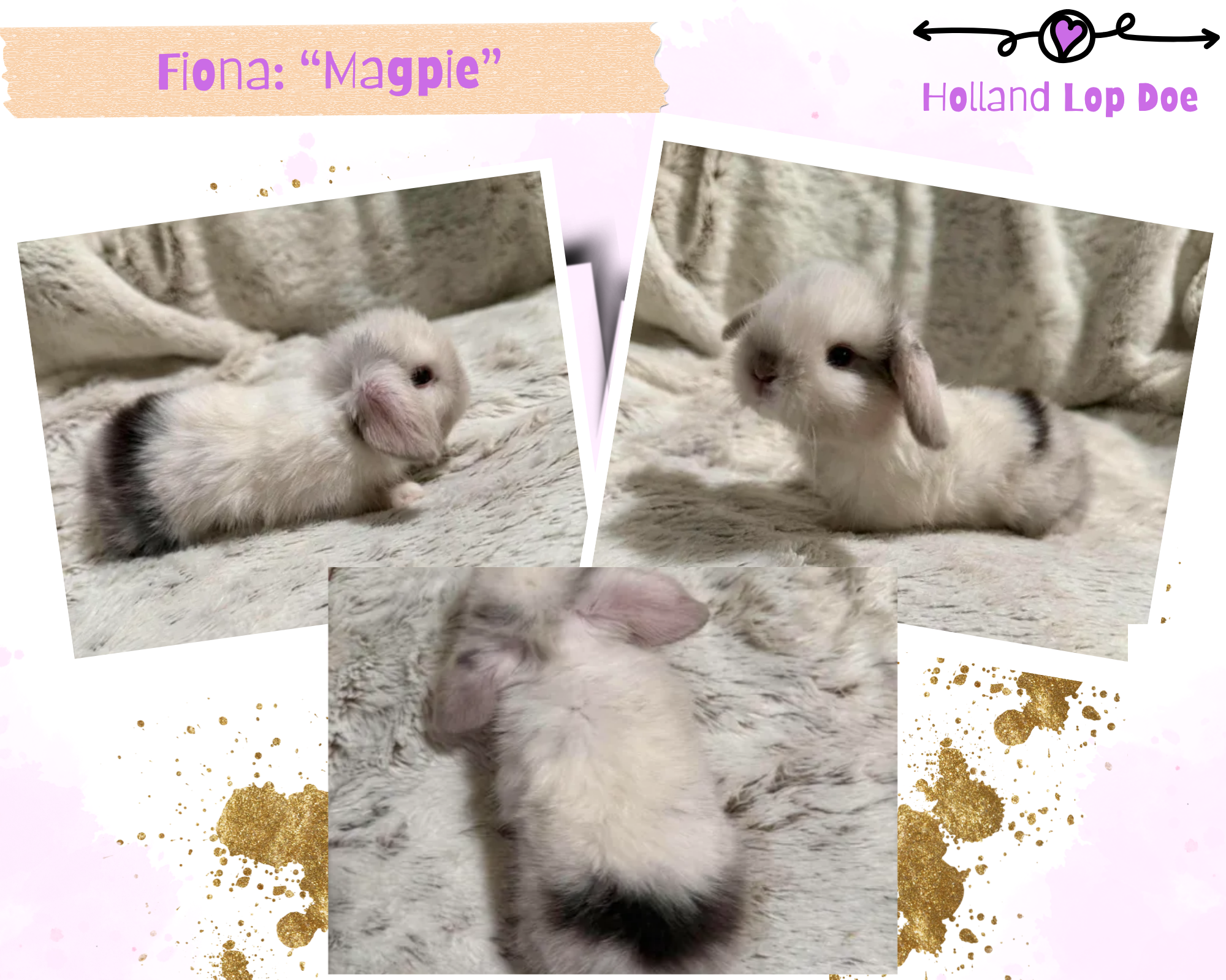 Holland Lop Bunny image 2