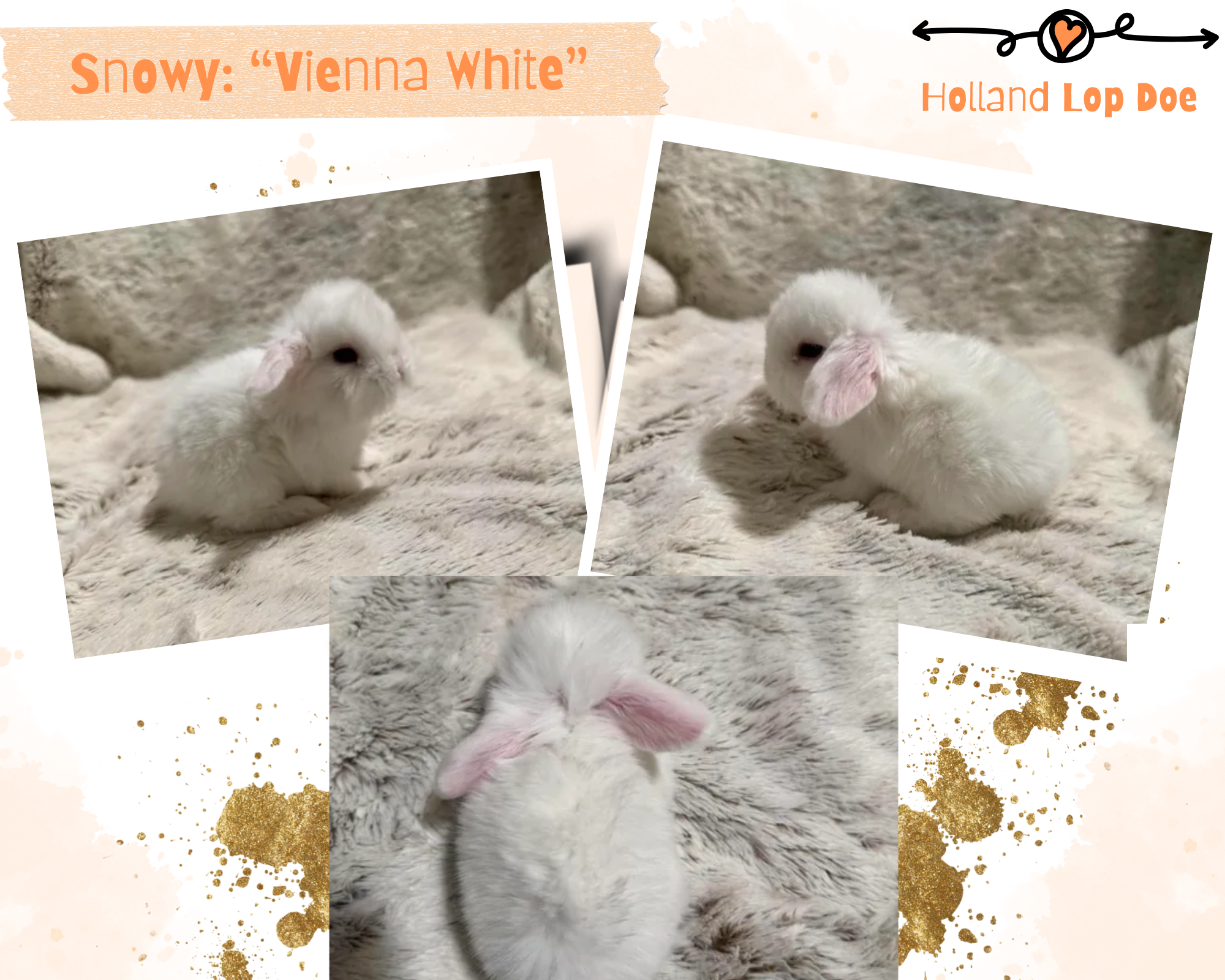 Holland Lop Bunny image 3