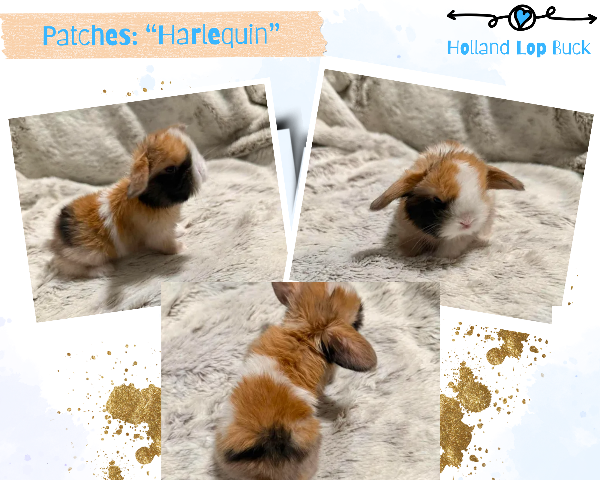 Holland Lop Bunny image 4