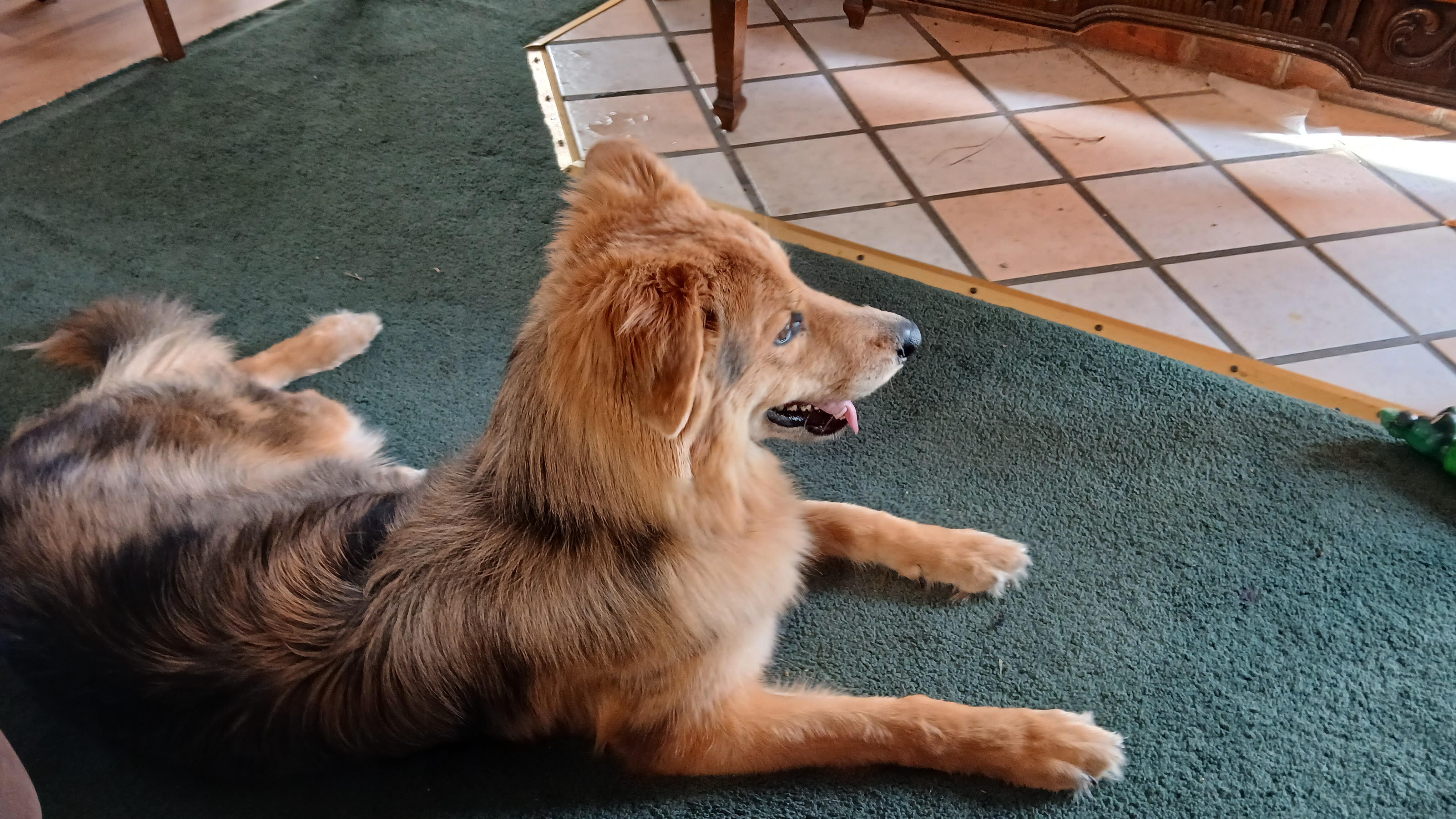 Australian/German Shepard image 1