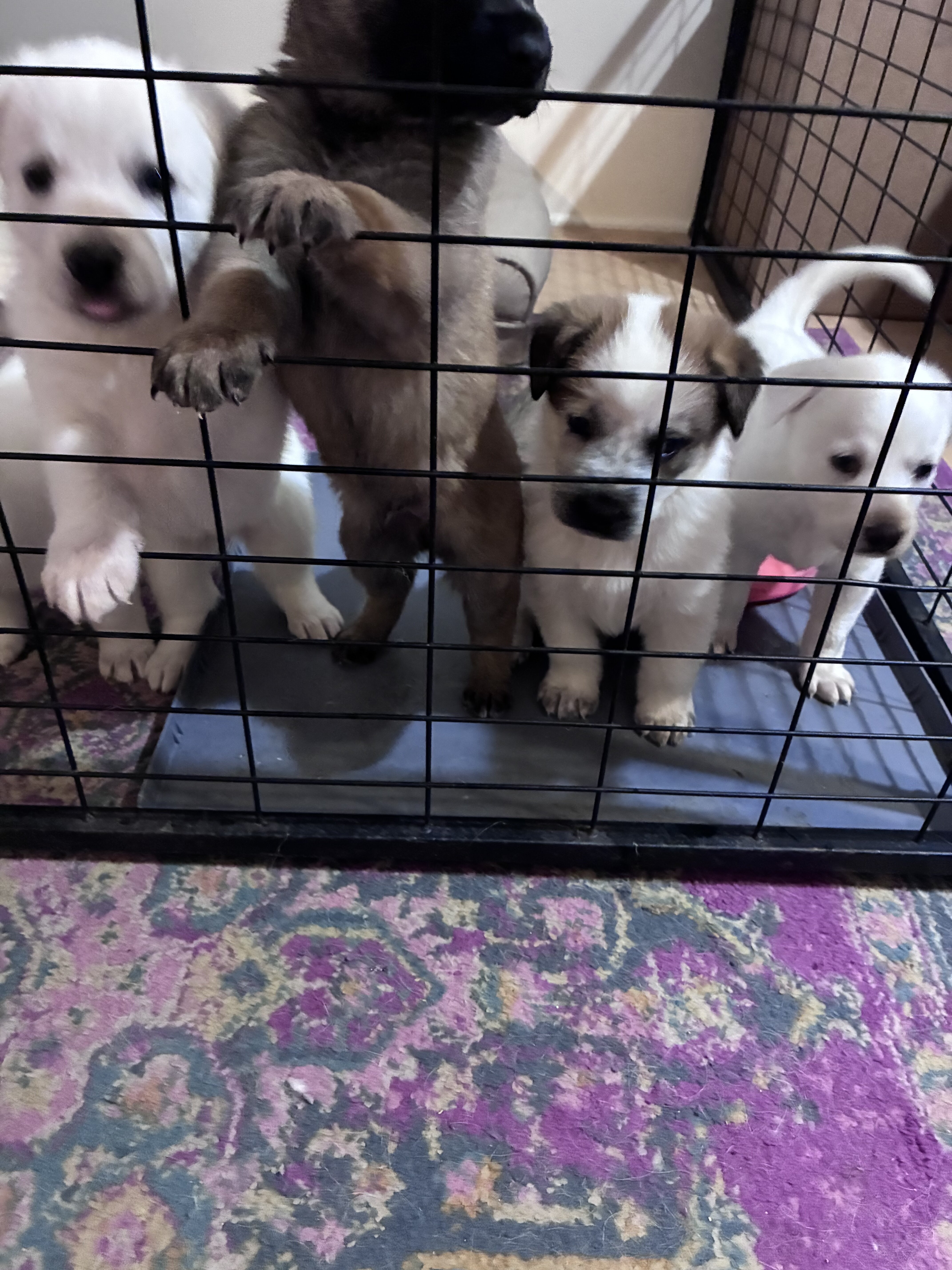 german sheppard pups image 1