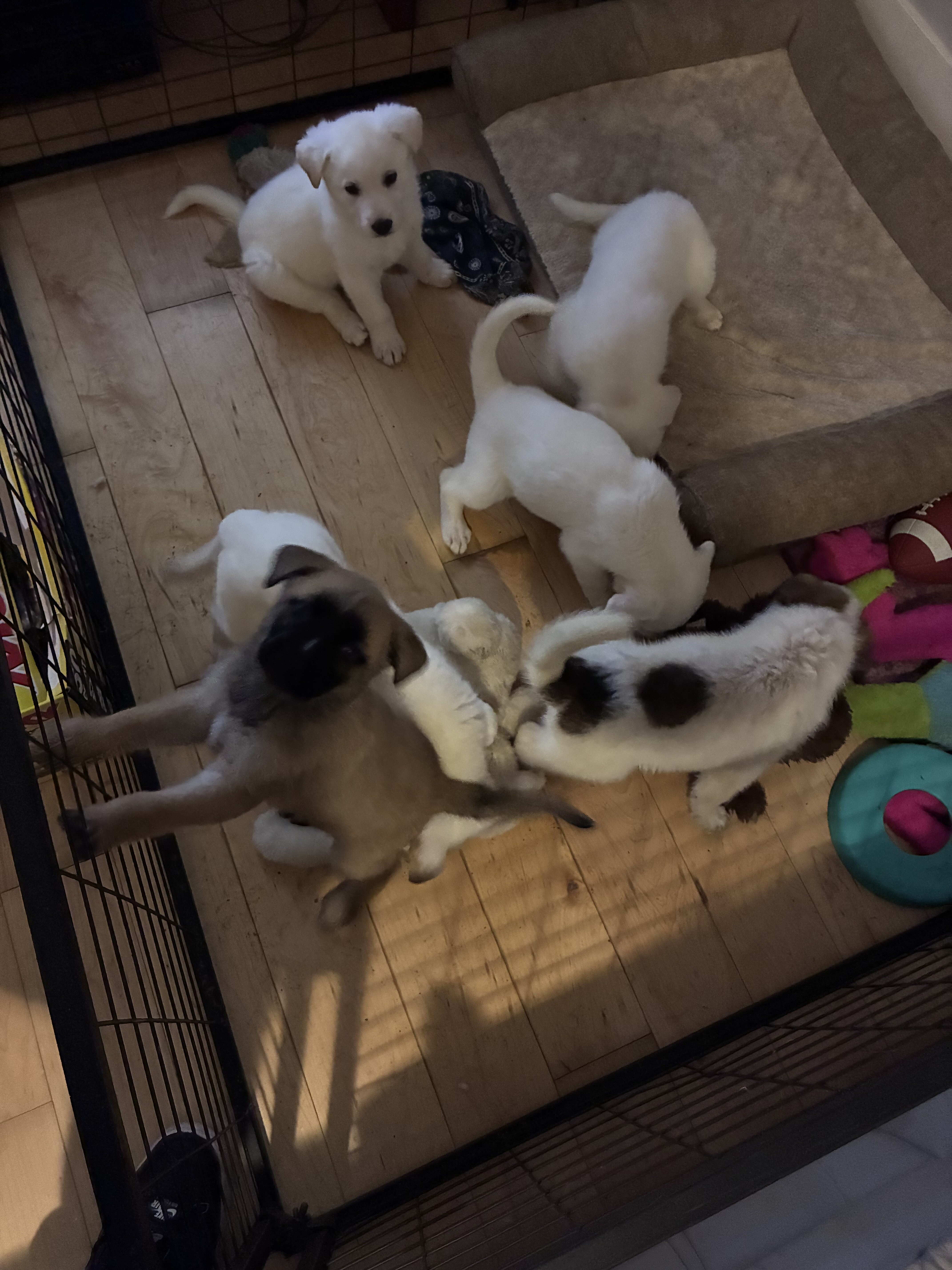 german sheppard pups image 2