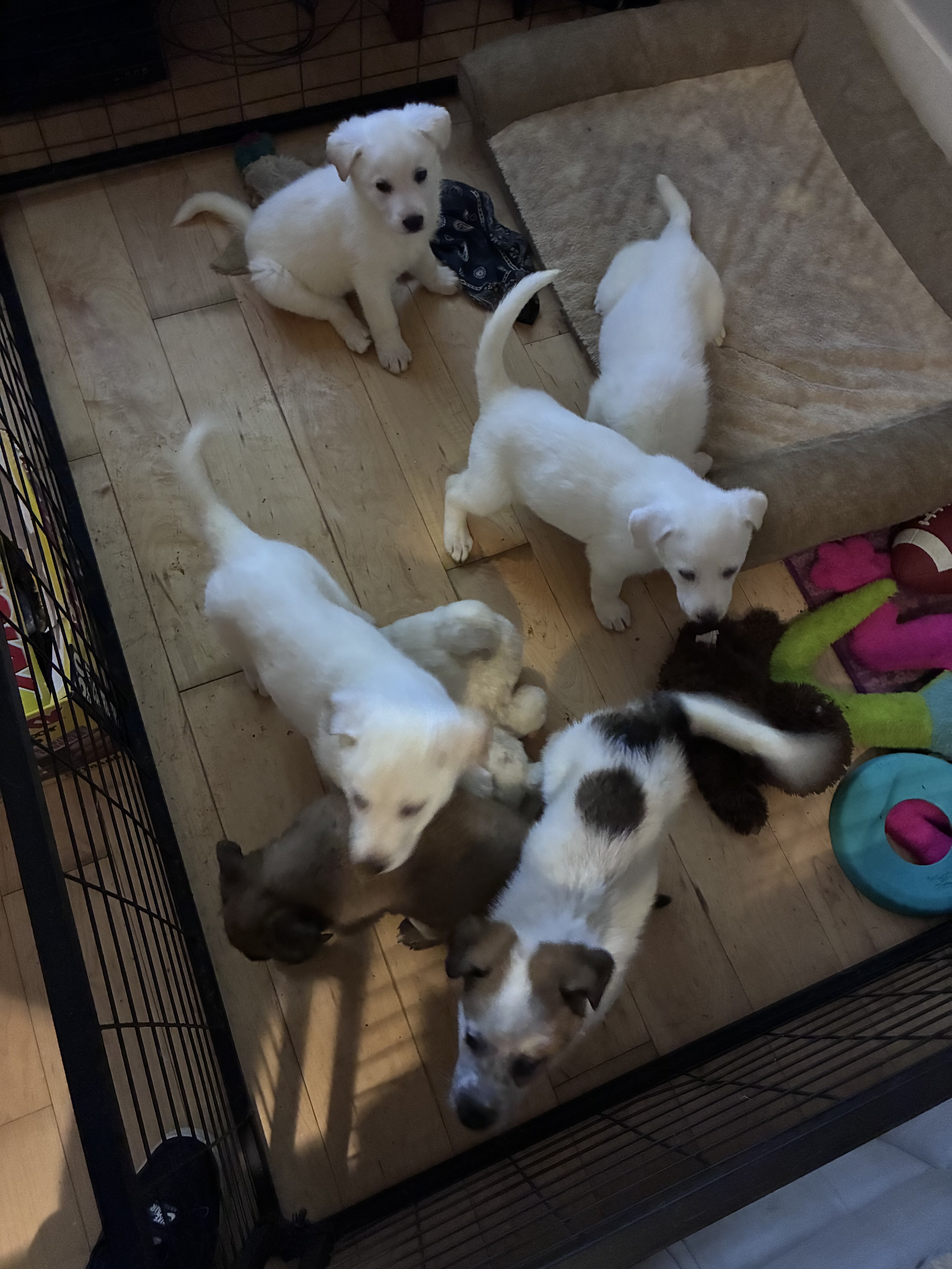 german sheppard pups image 3
