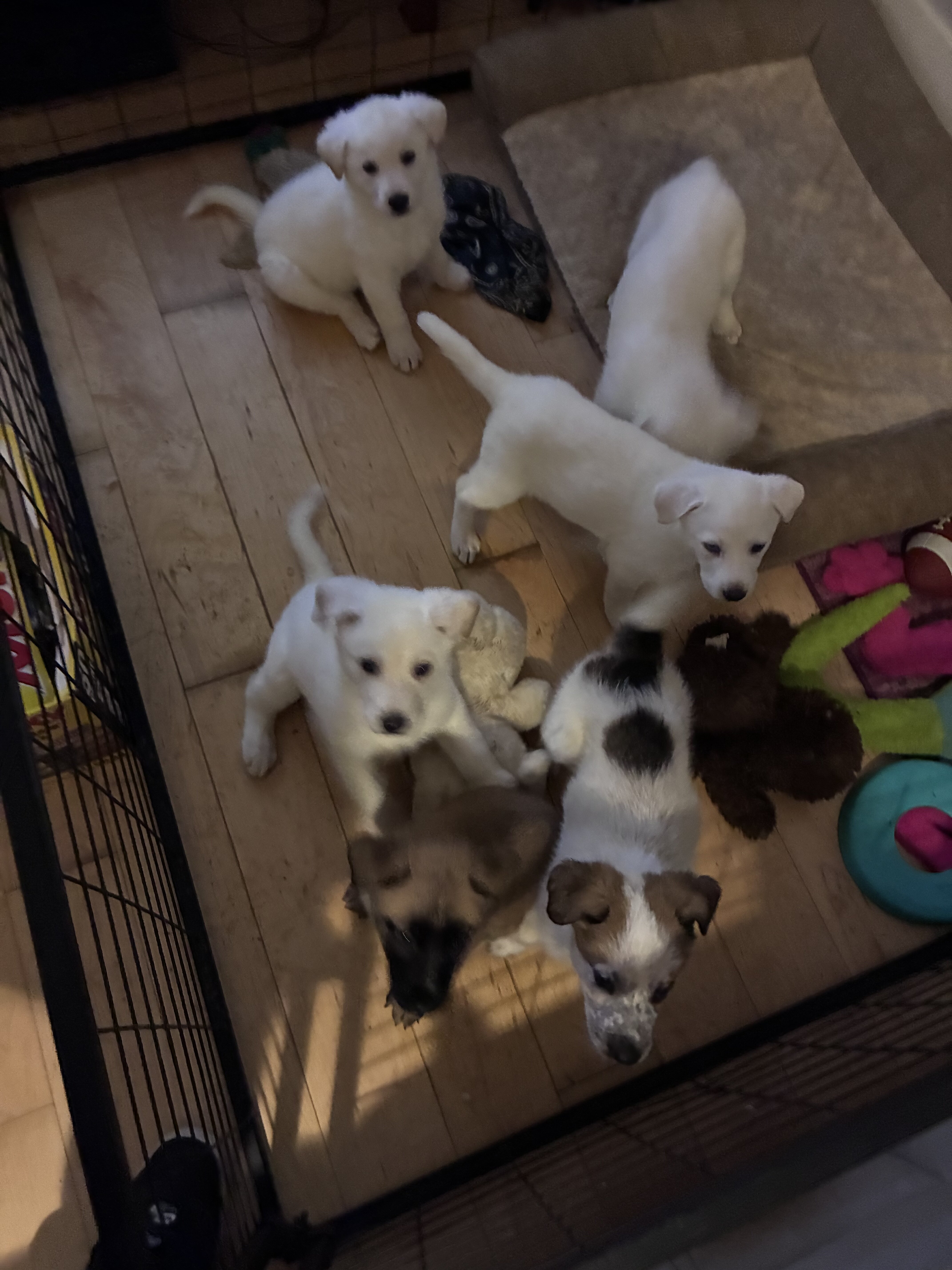 german sheppard pups image 4