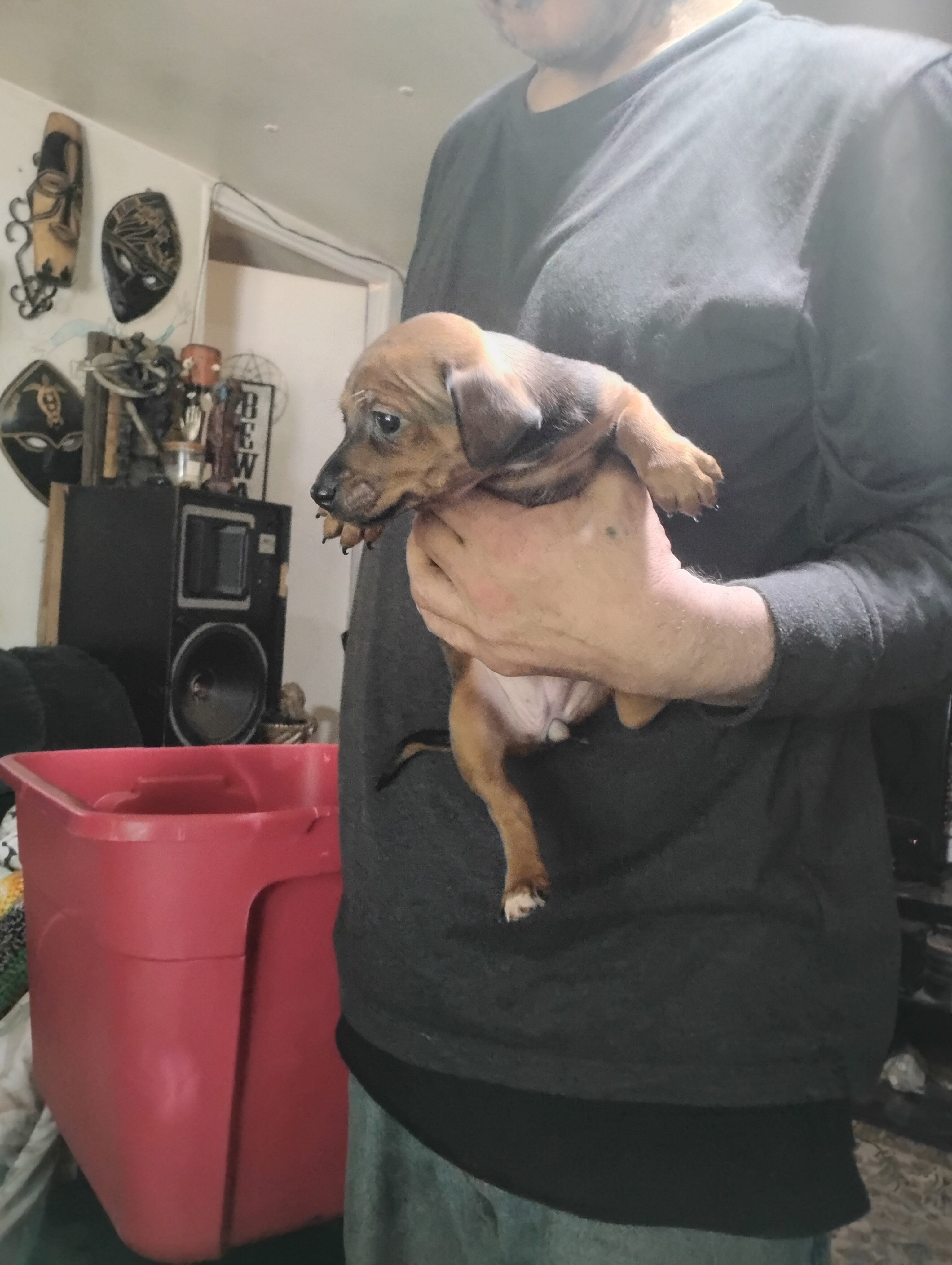 Miniature grey hound and chiweenie puppies image 1