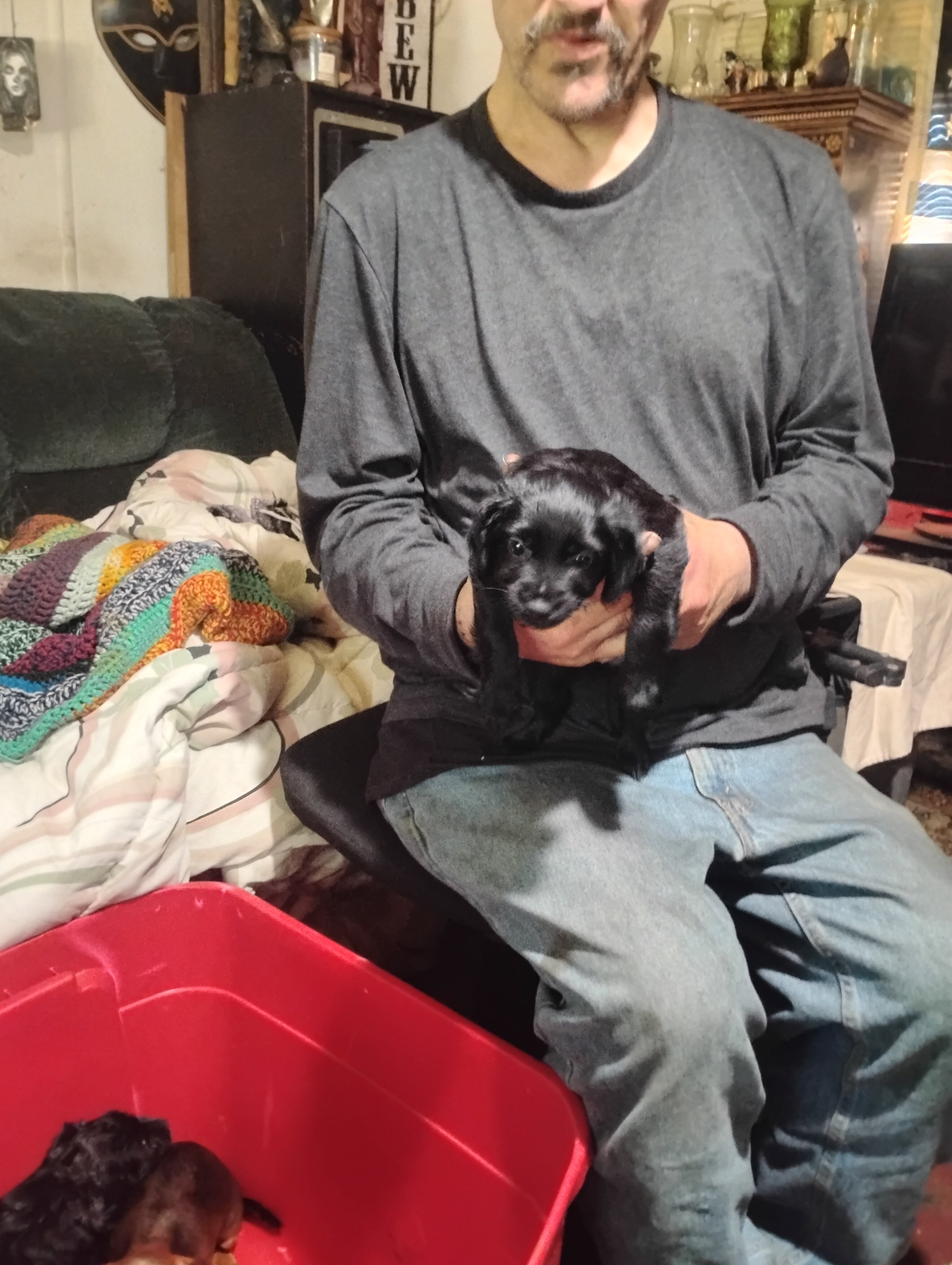 Miniature grey hound and chiweenie puppies image 8