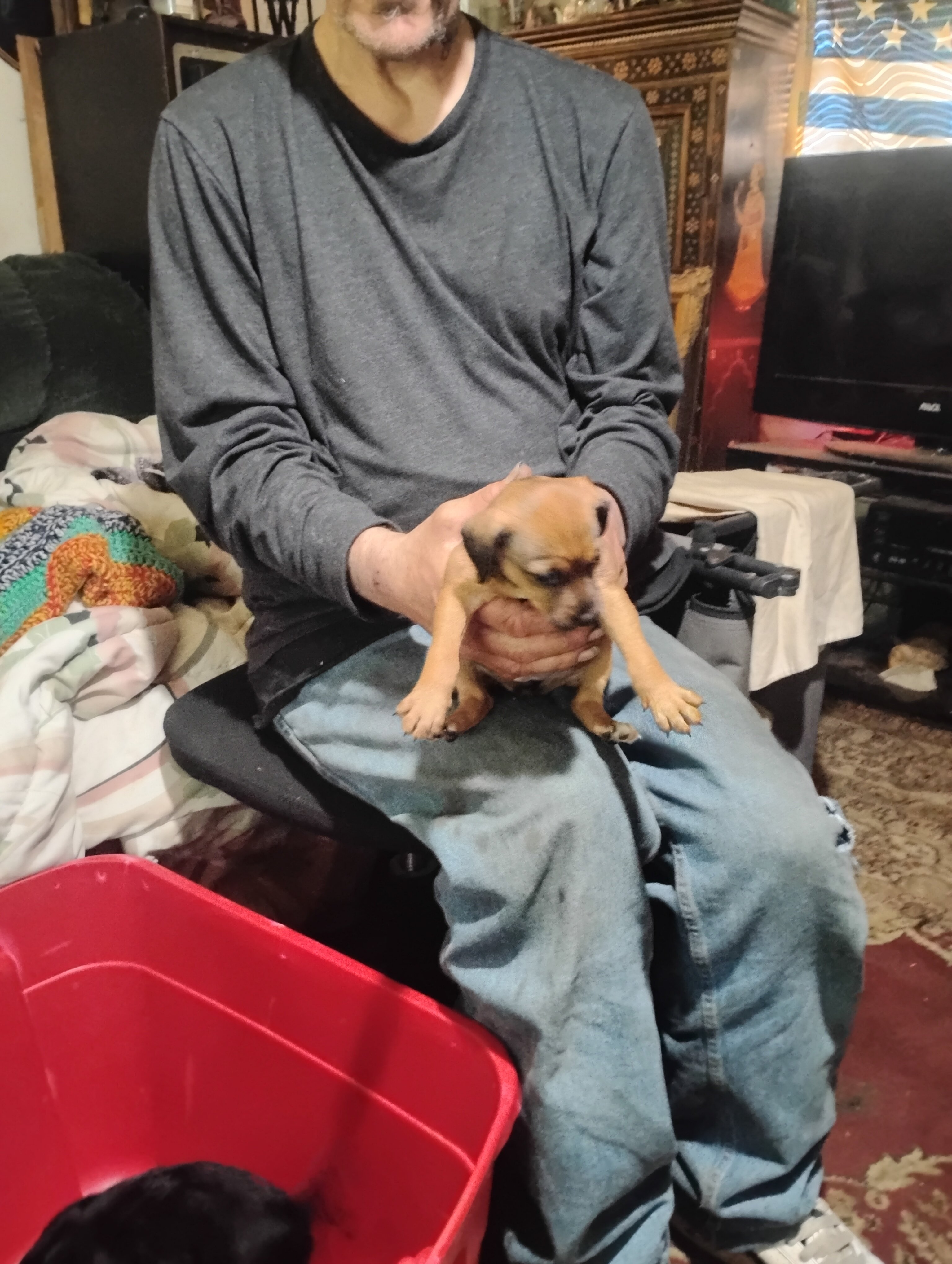 Miniature grey hound and chiweenie puppies image 7