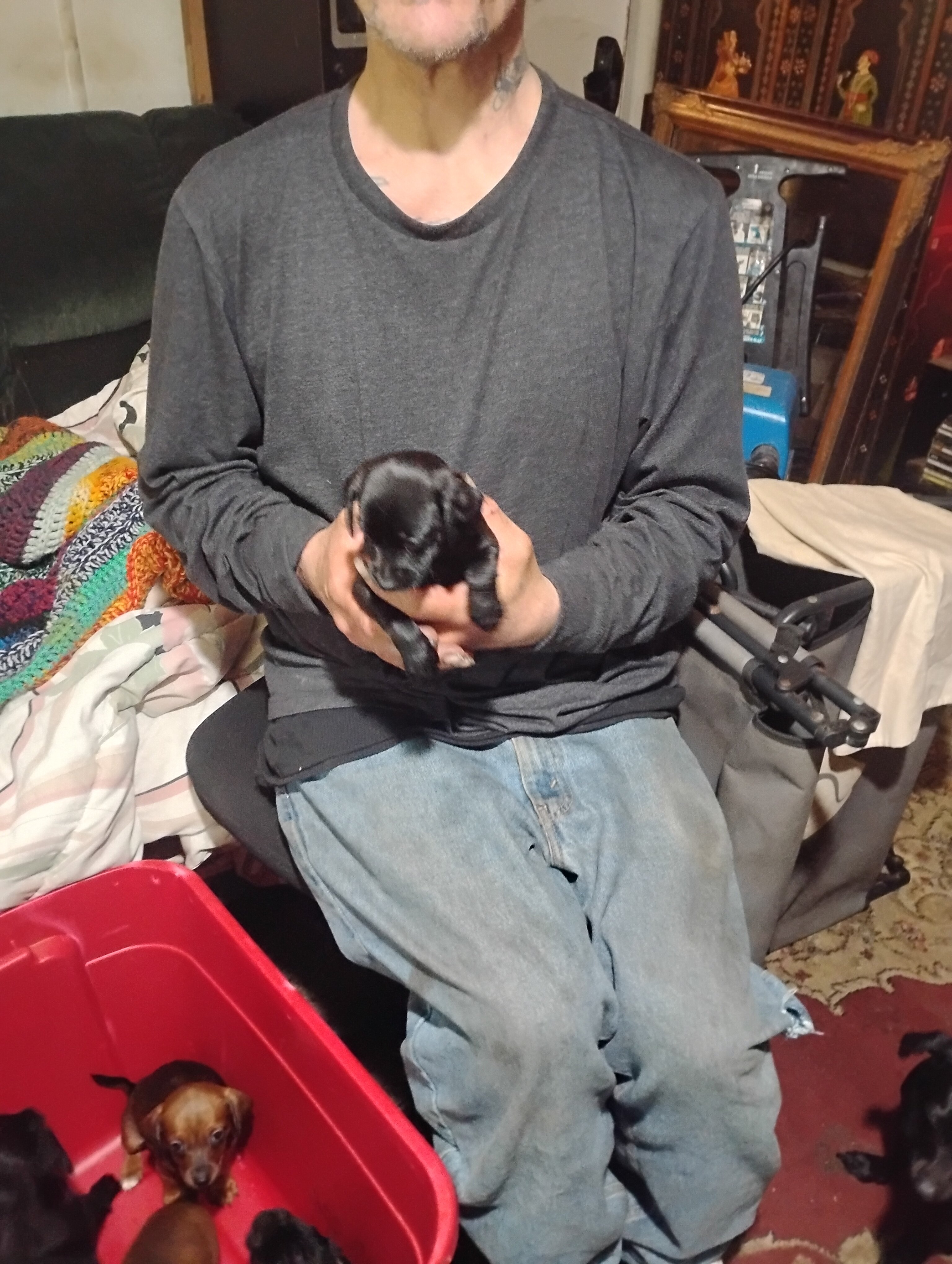 Miniature grey hound and chiweenie puppies image 6